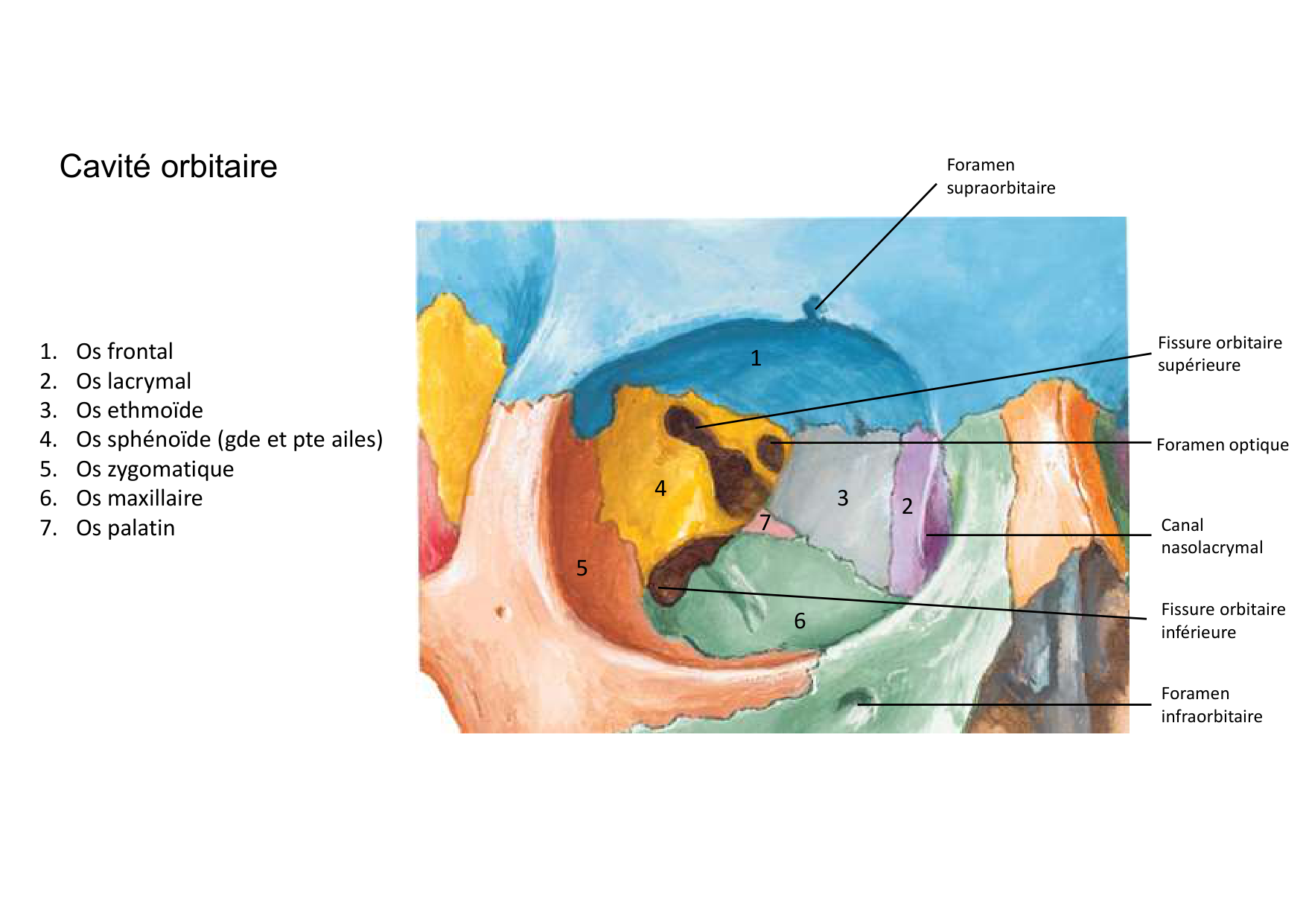 Anatomie de la tete 2 2025 2026 page 40