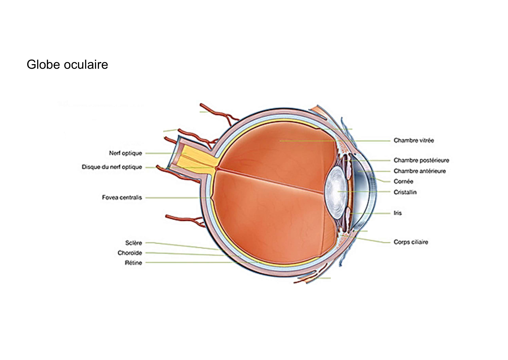 Anatomie de la tete 2 2025 2026 page 43