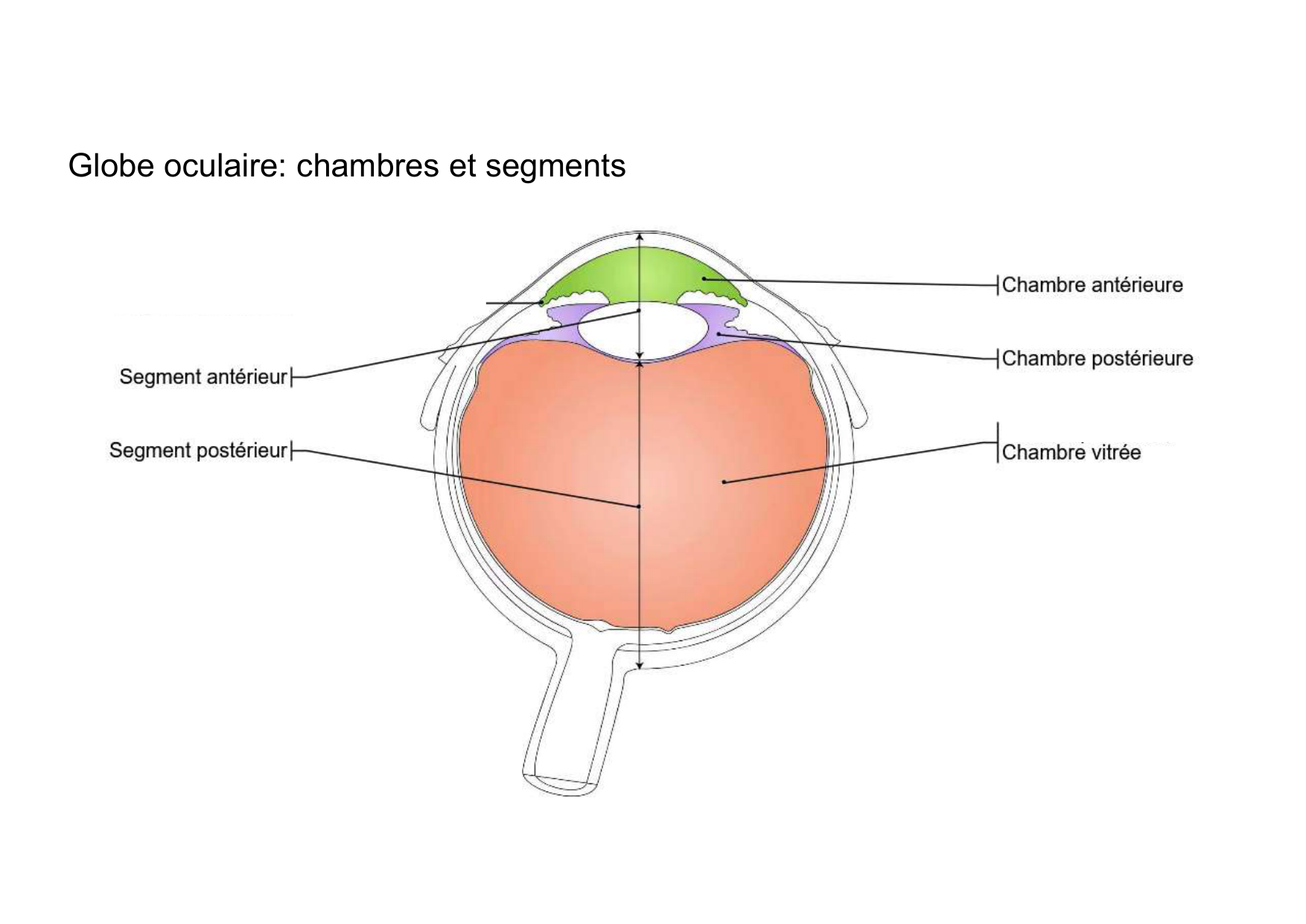 Anatomie de la tete 2 2025 2026 page 44
