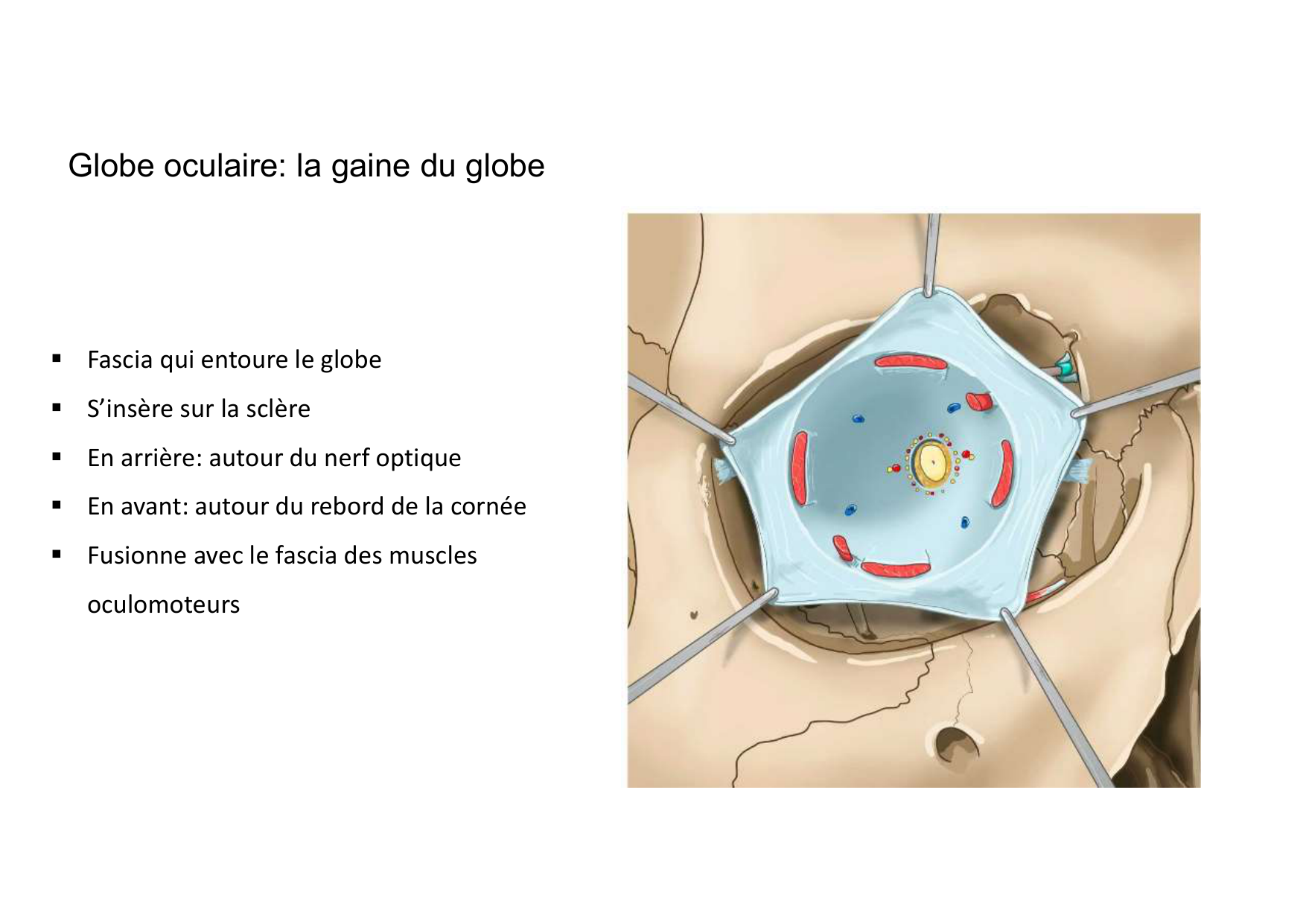 Anatomie de la tete 2 2025 2026 page 45