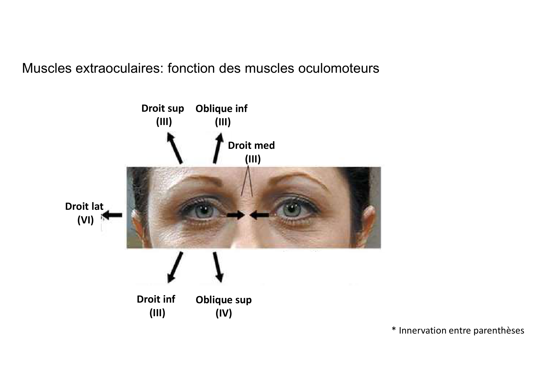 Anatomie de la tete 2 2025 2026 page 47