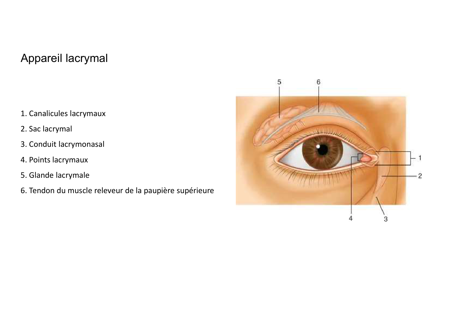 Anatomie de la tete 2 2025 2026 page 48
