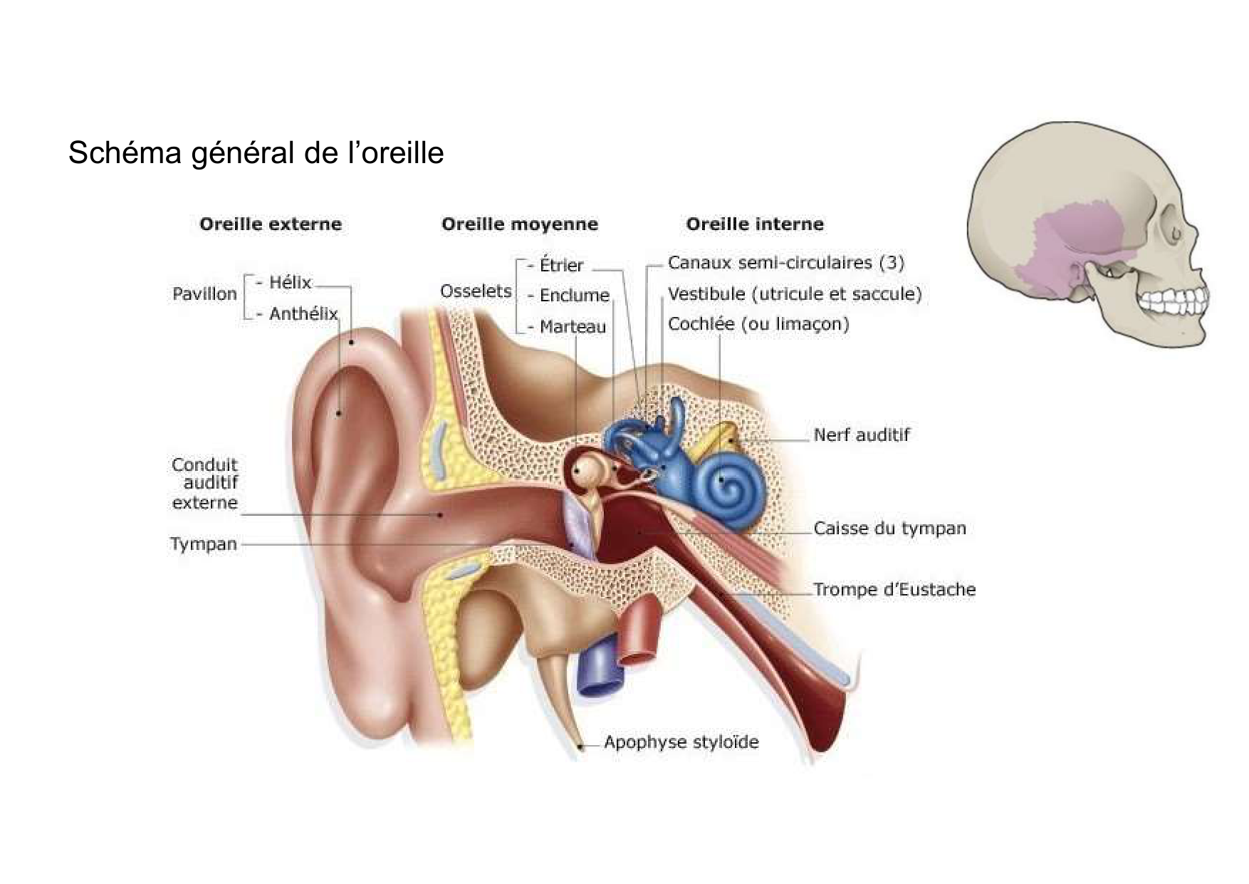 Anatomie de la tete 2 2025 2026 page 50