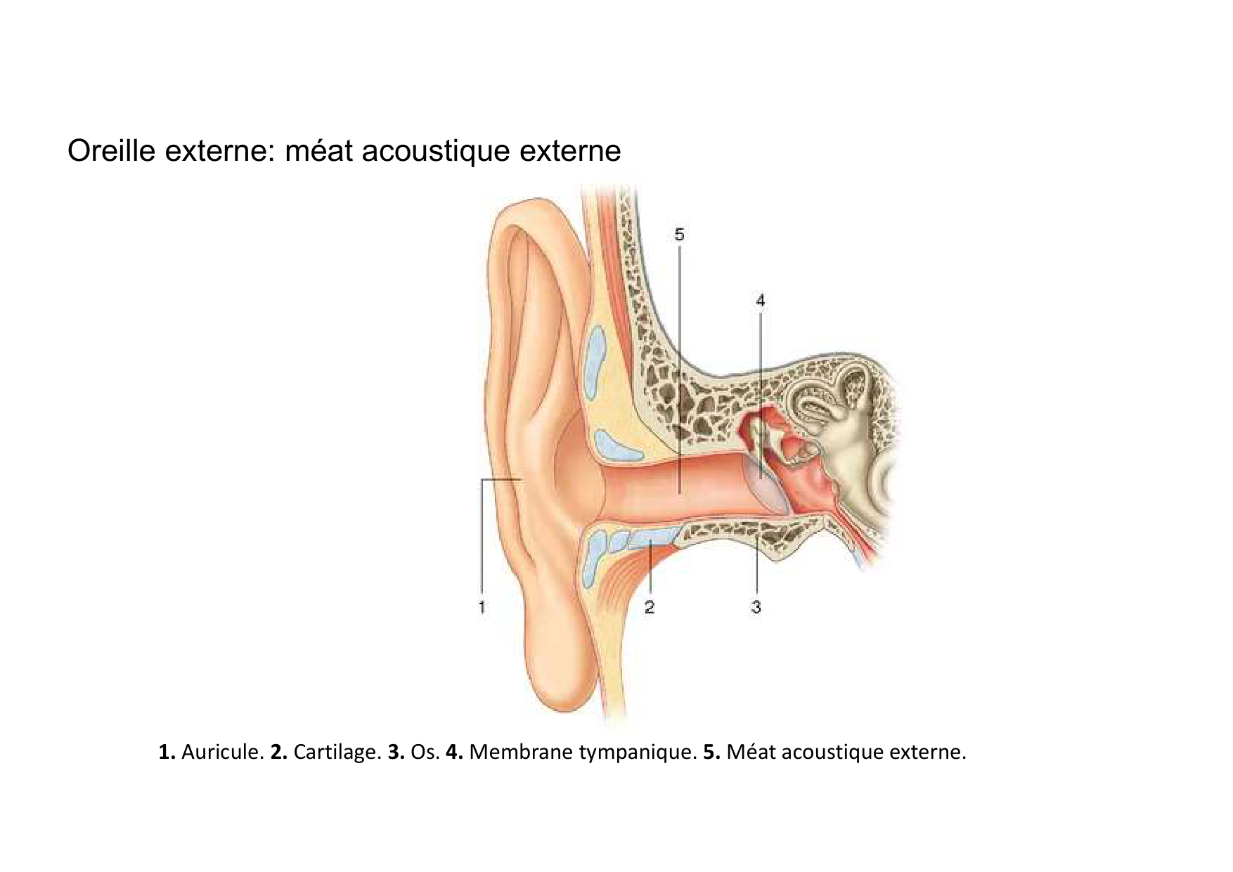Anatomie de la tete 2 2025 2026 page 52