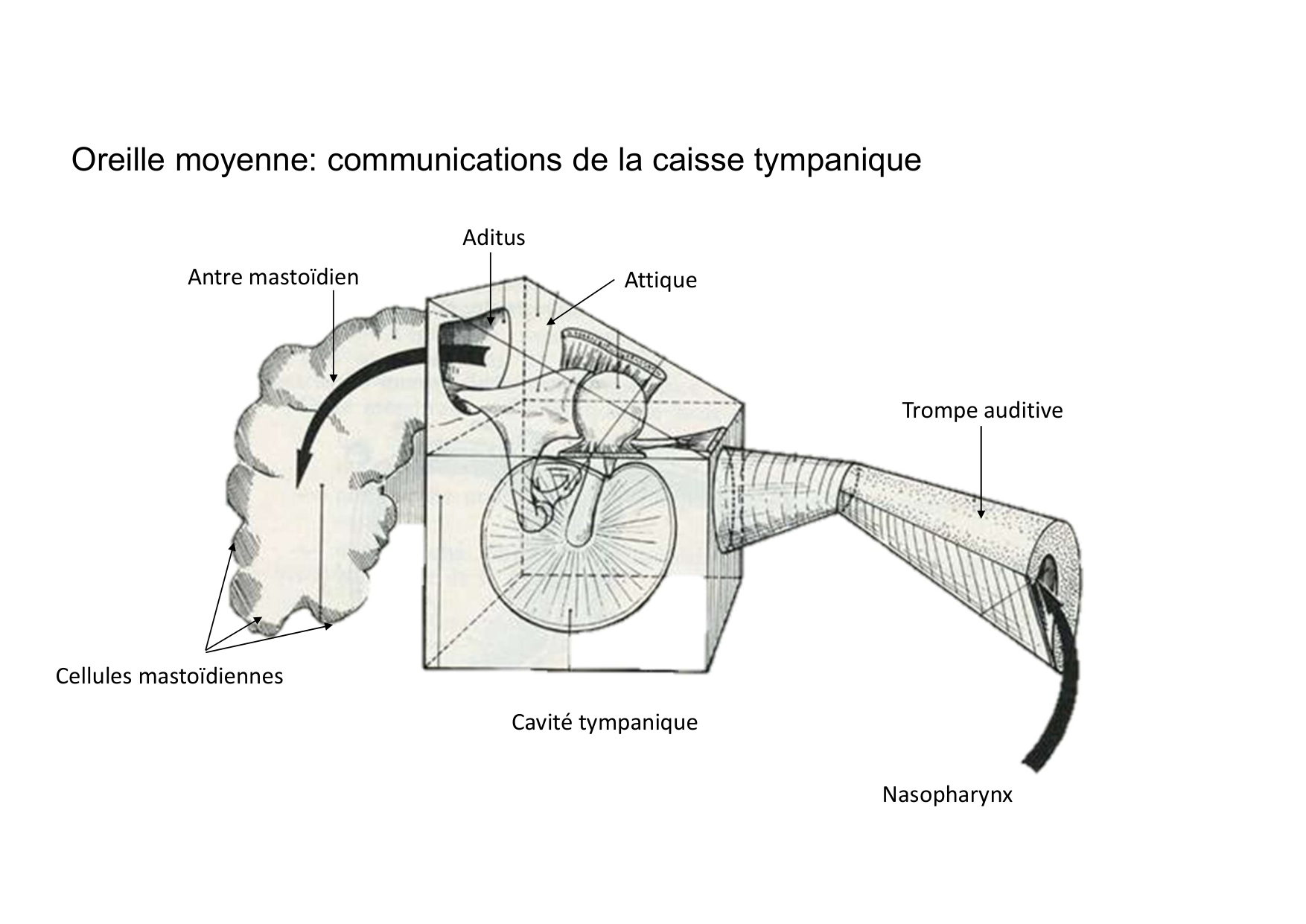 Anatomie de la tete 2 2025 2026 page 55