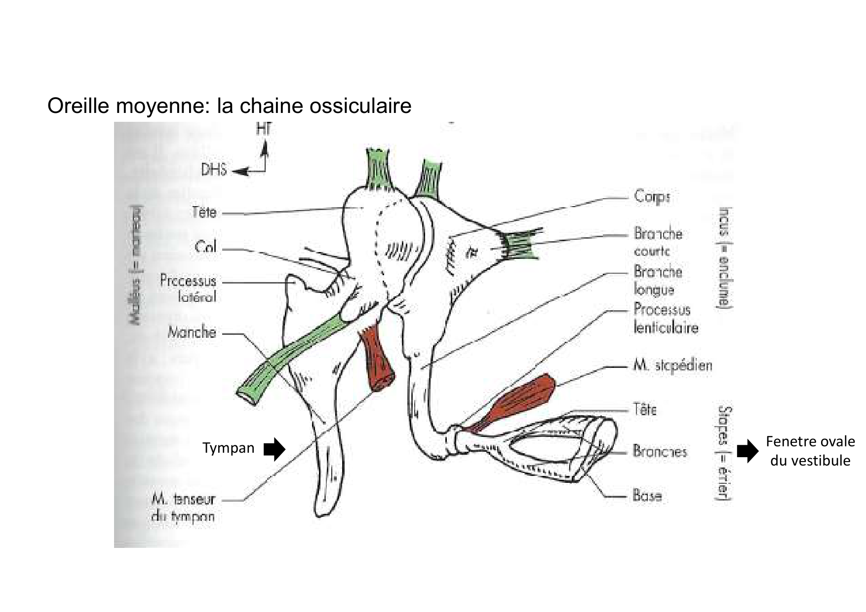Anatomie de la tete 2 2025 2026 page 56