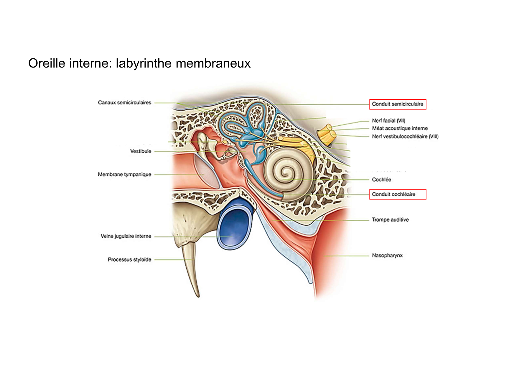 Anatomie de la tete 2 2025 2026 page 58