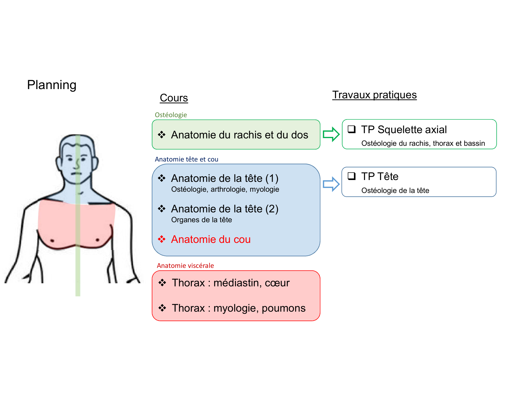Anatomie du cou 2025 page 2