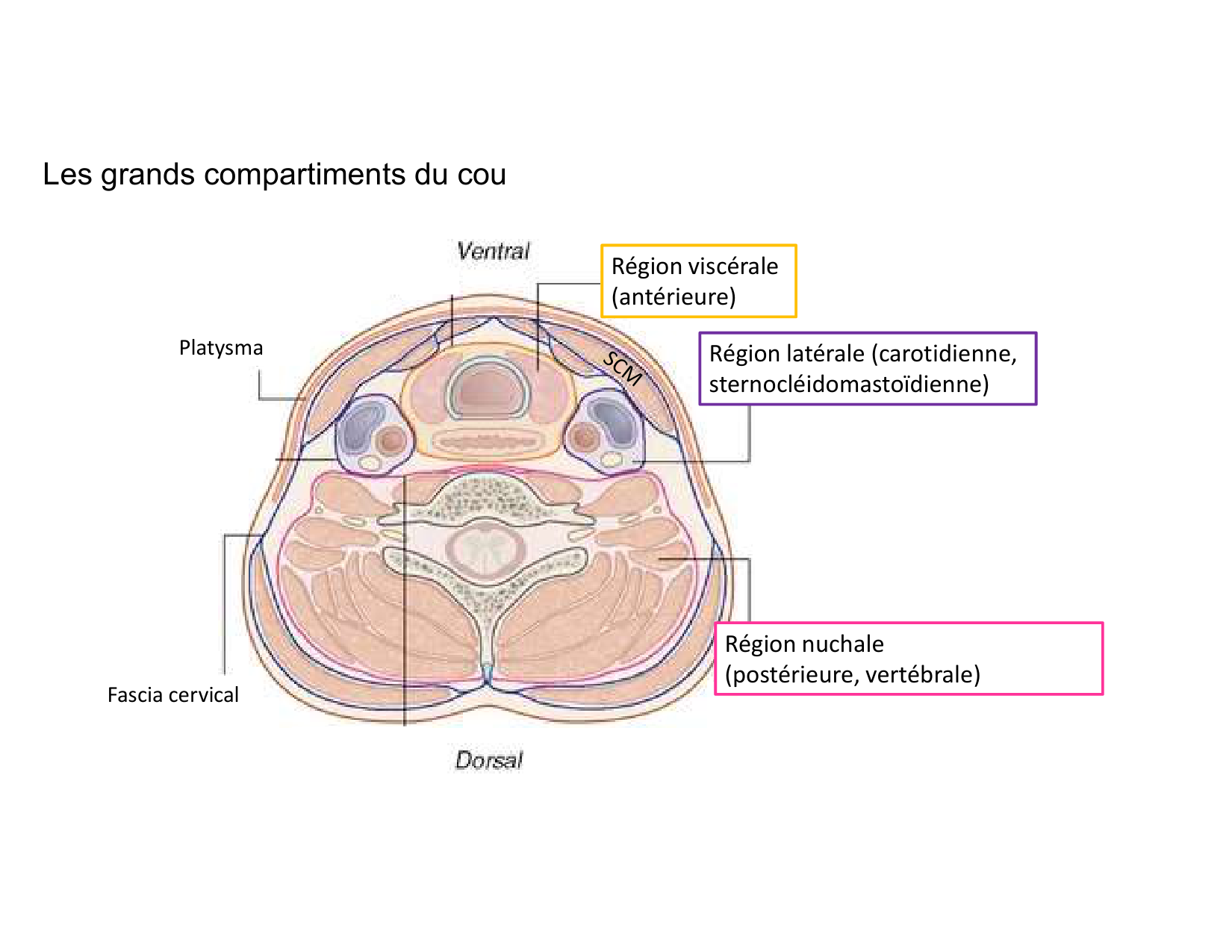 Anatomie du cou 2025 page 7