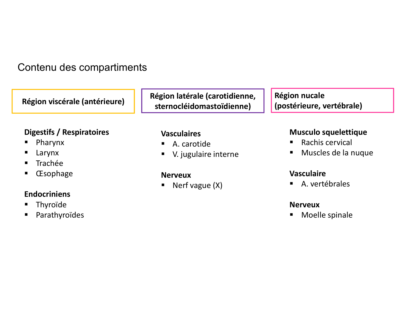 Anatomie du cou 2025 page 8