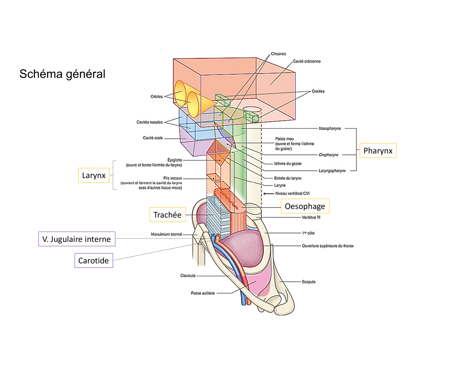 Anatomie du cou 2025 page 9