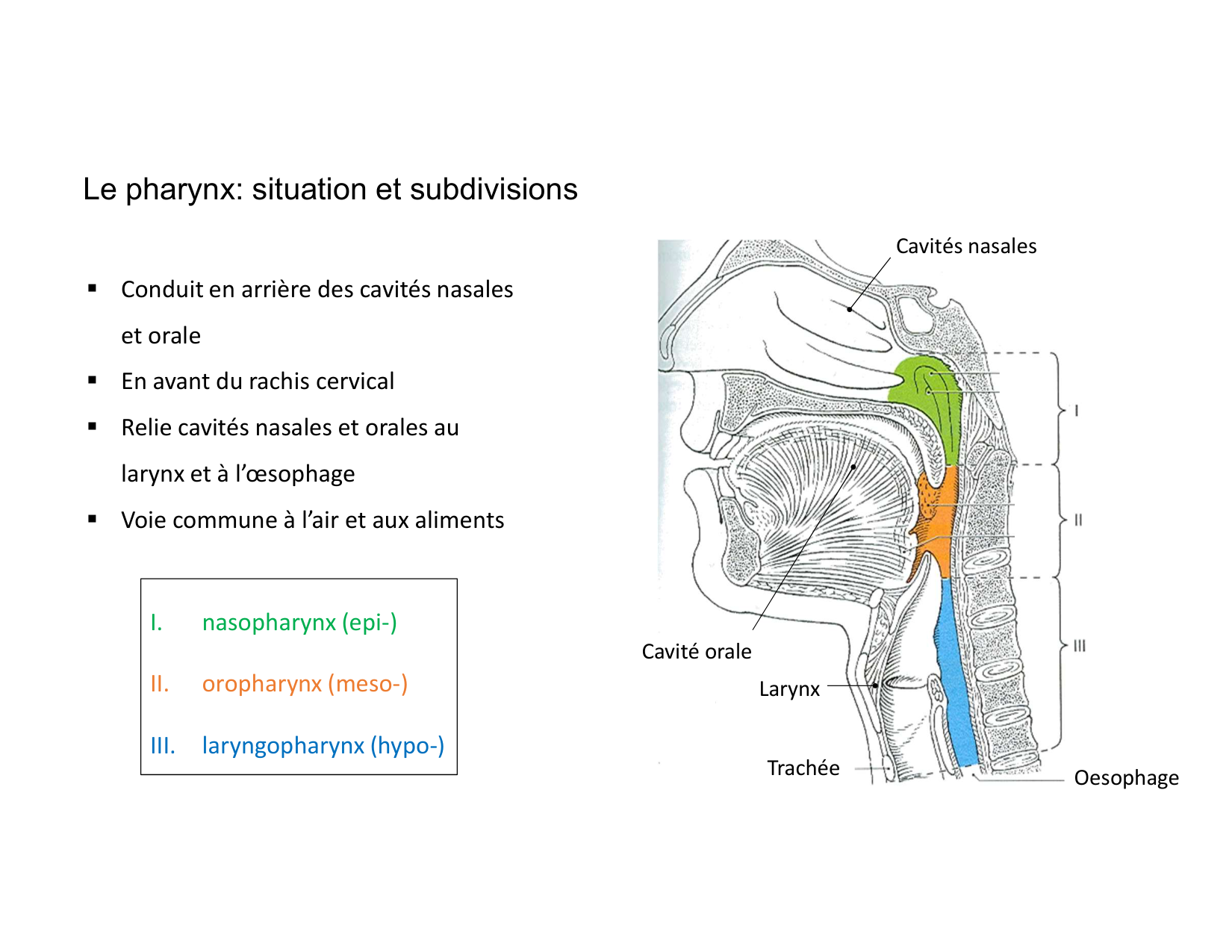 Anatomie du cou 2025 page 12