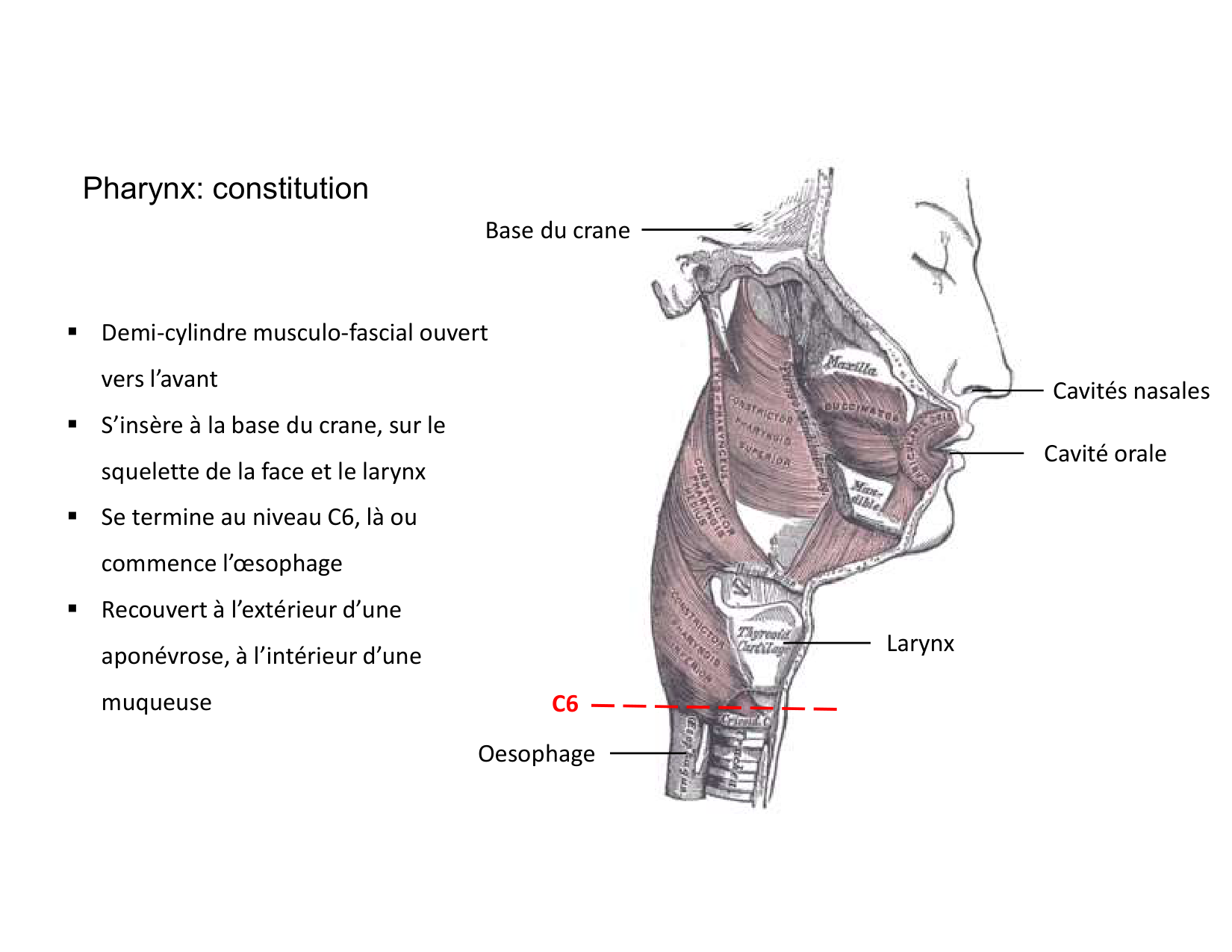 Anatomie du cou 2025 page 13