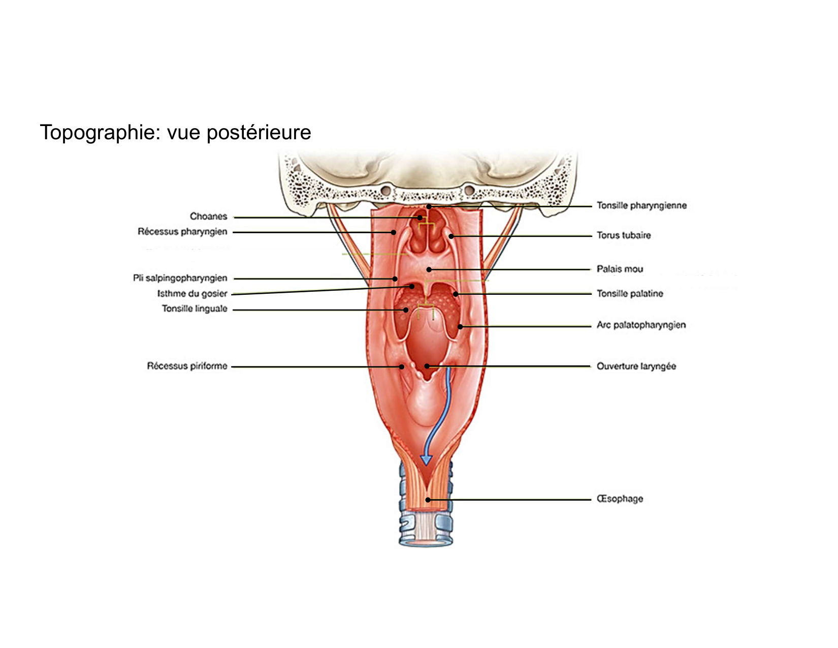 Anatomie du cou 2025 page 16