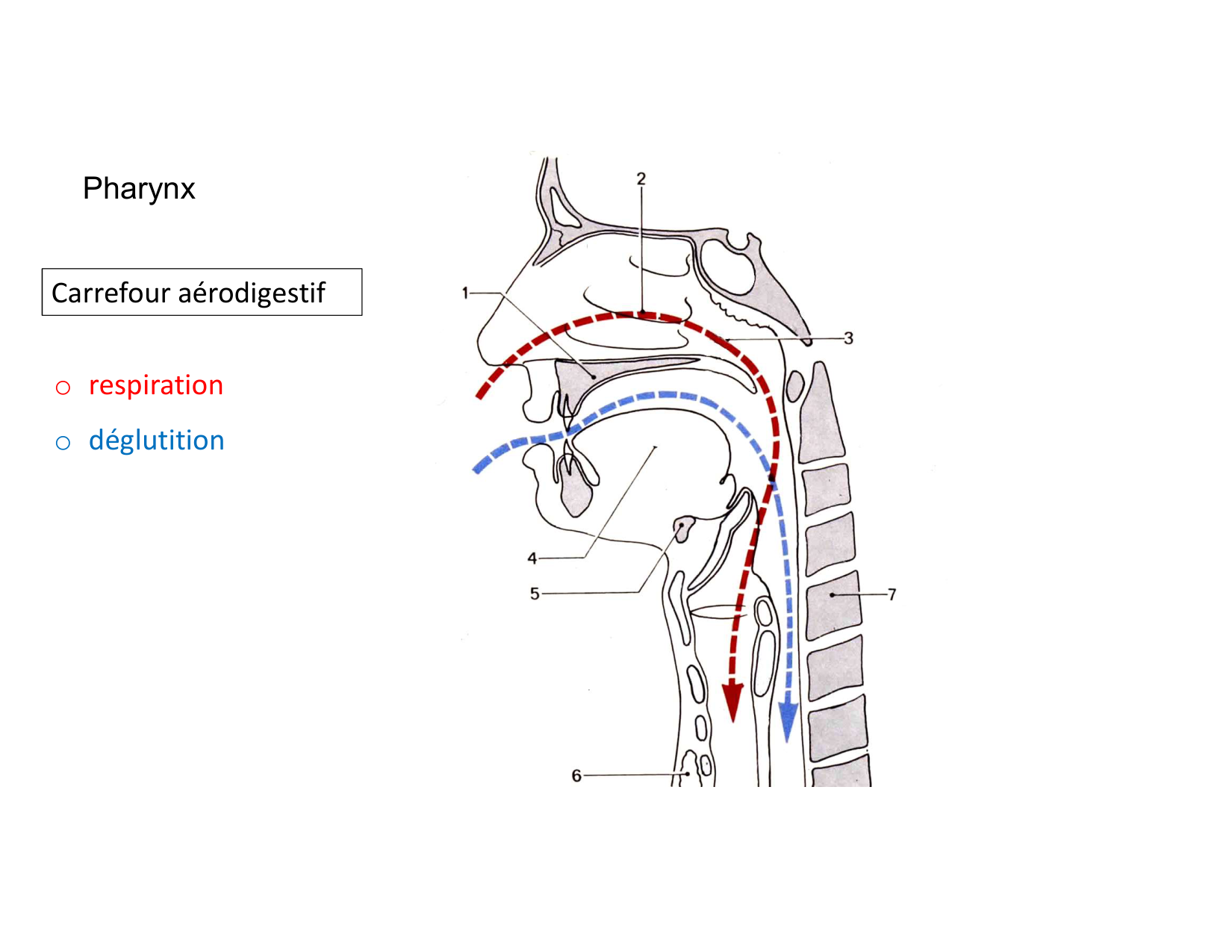 Anatomie du cou 2025 page 17