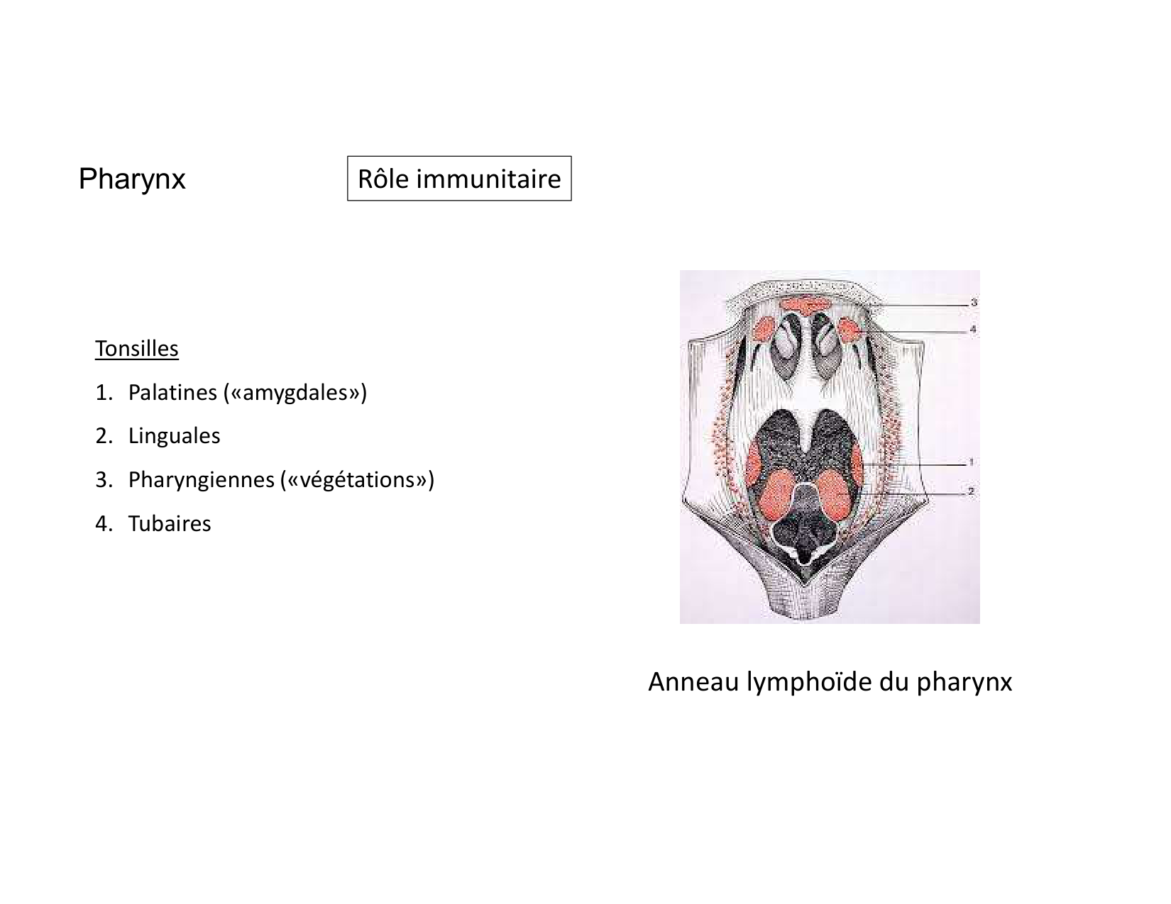 Anatomie du cou 2025 page 19