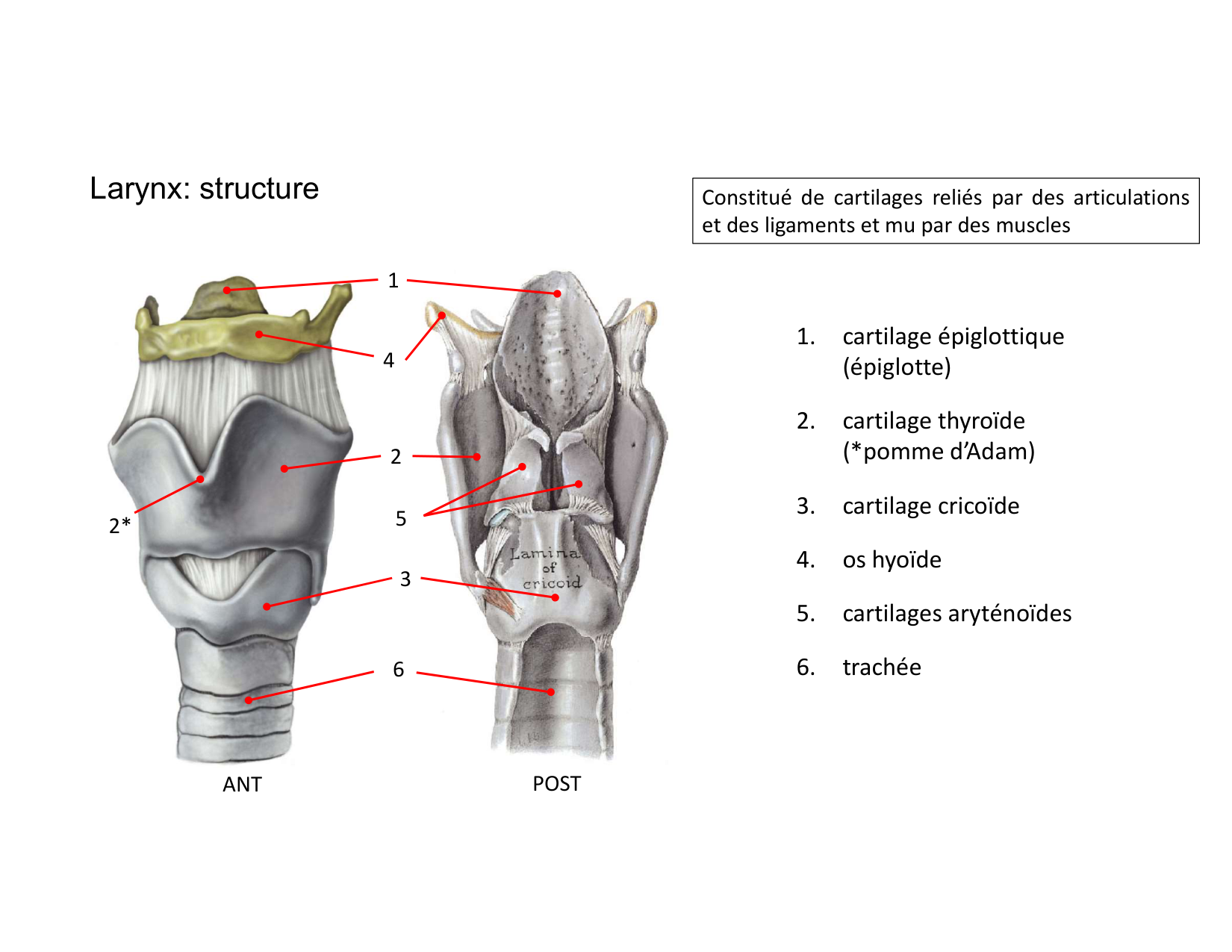 Anatomie du cou 2025 page 23