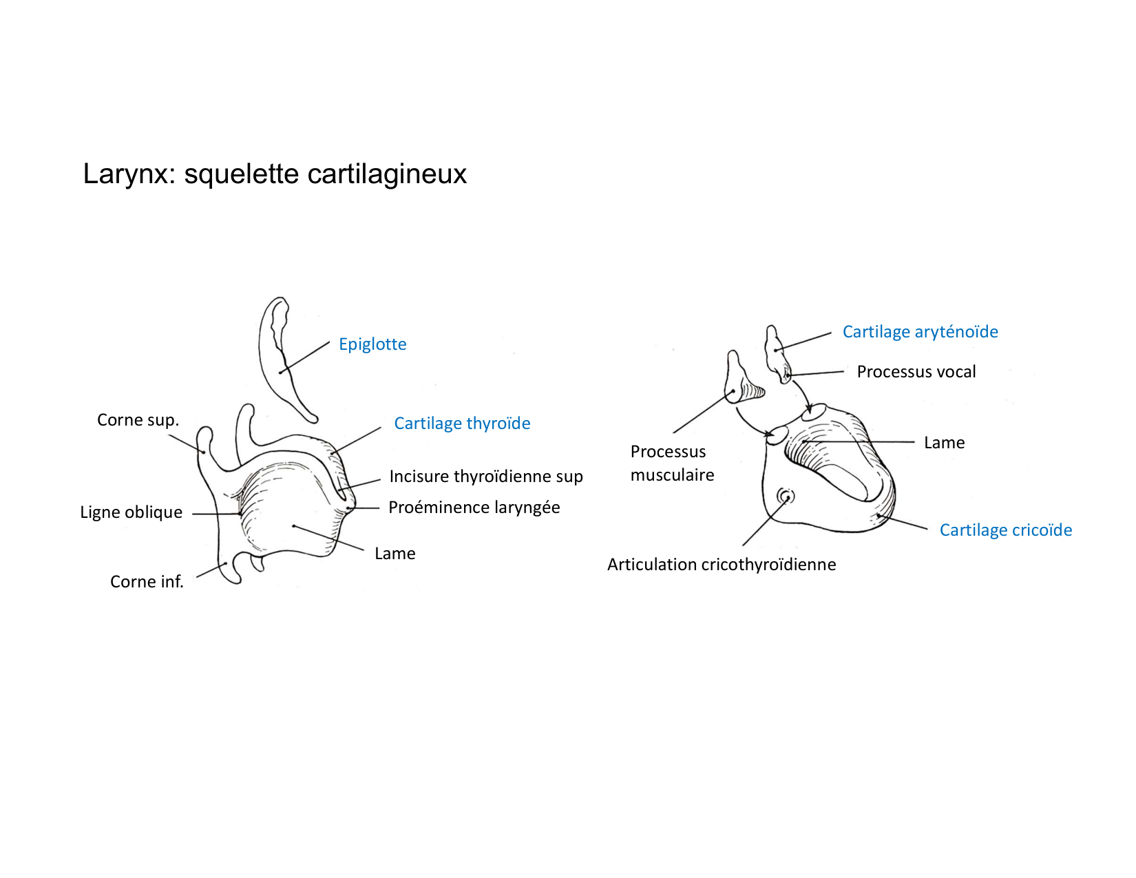 Anatomie du cou 2025 page 24