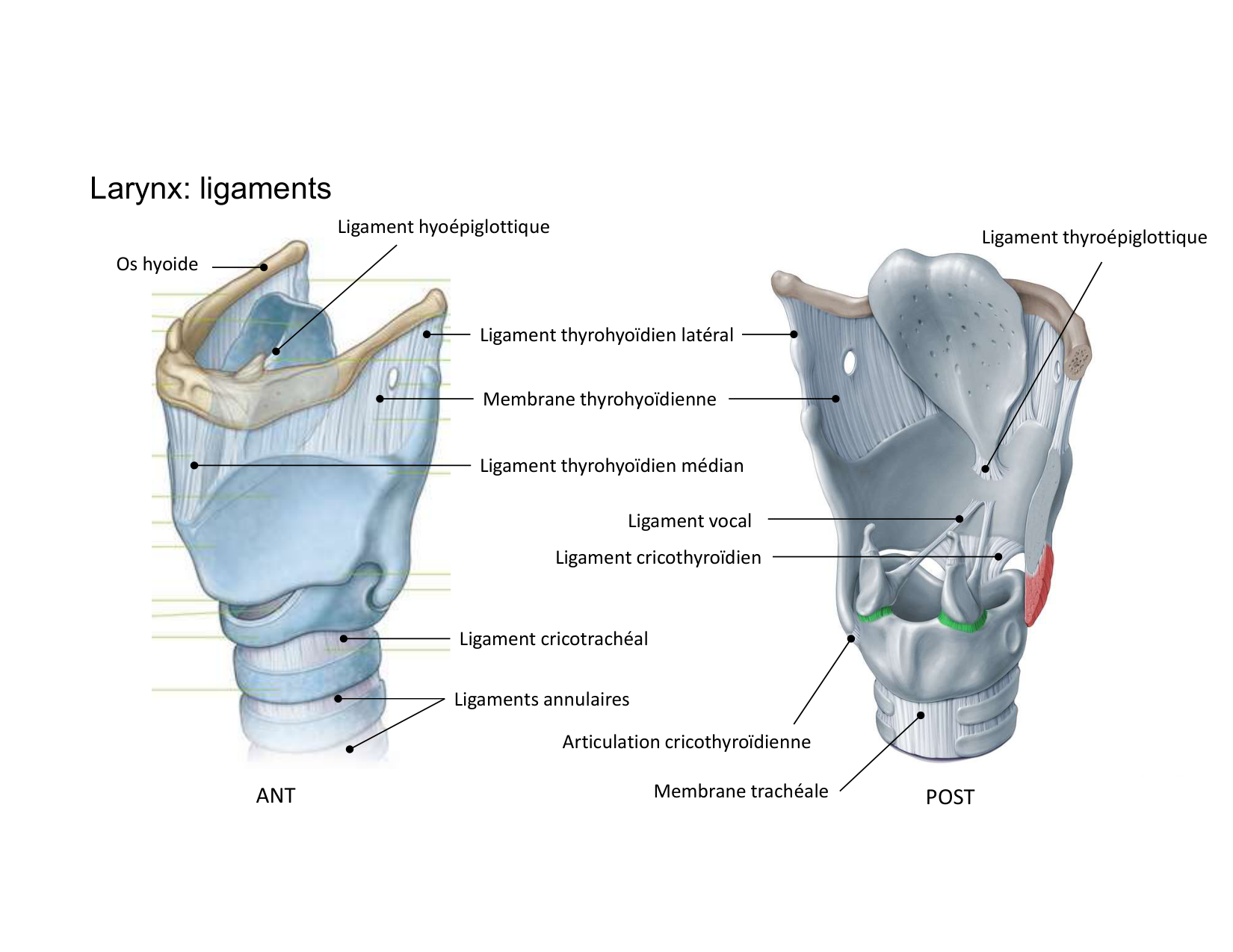 Anatomie du cou 2025 page 26