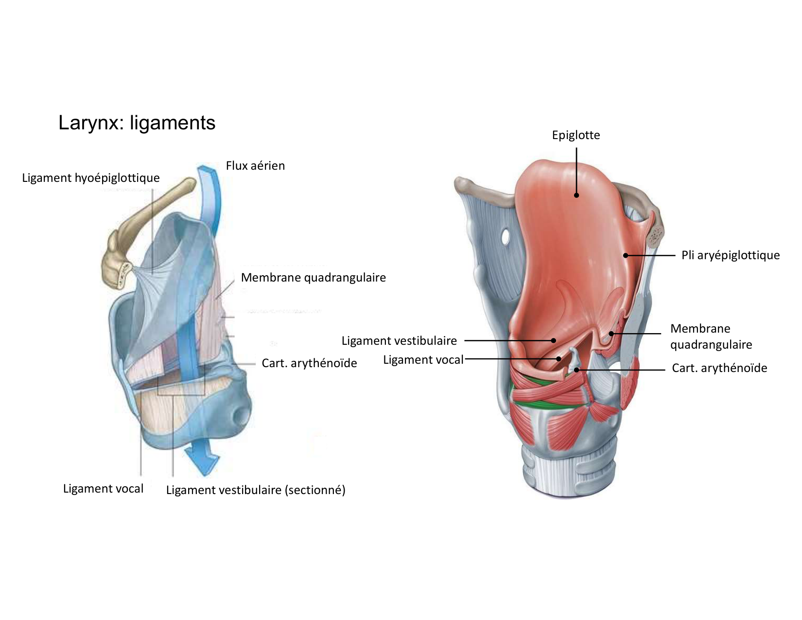 Anatomie du cou 2025 page 27