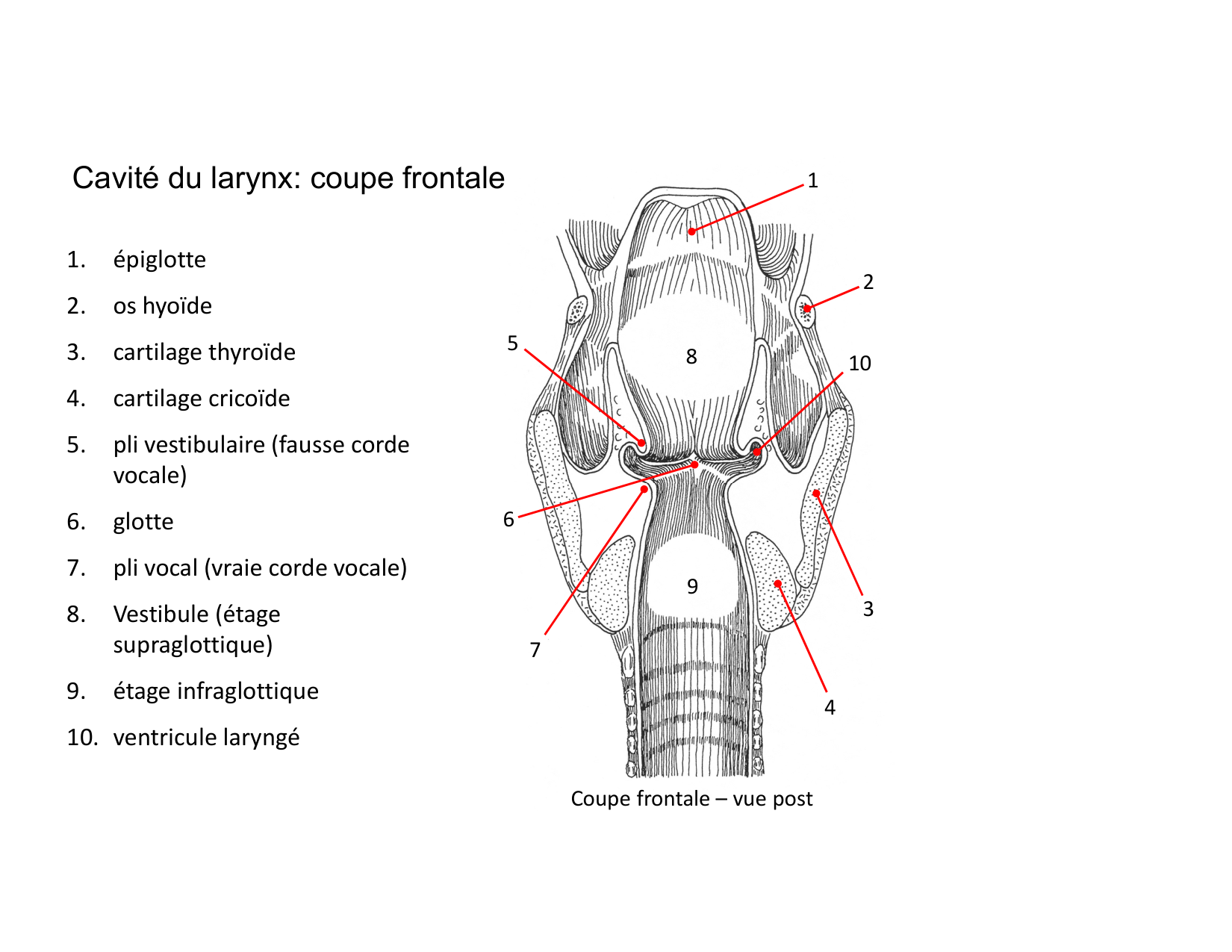 Anatomie du cou 2025 page 28