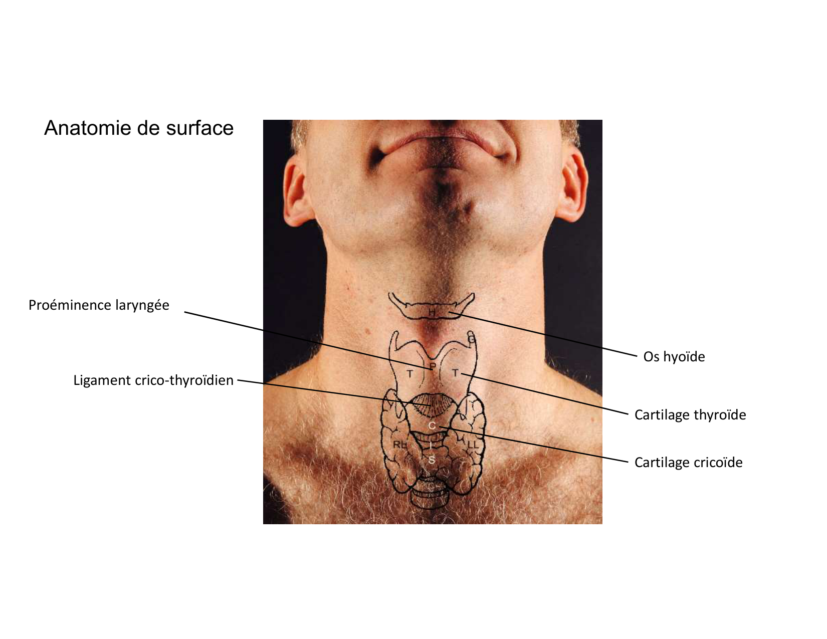 Anatomie du cou 2025 page 34