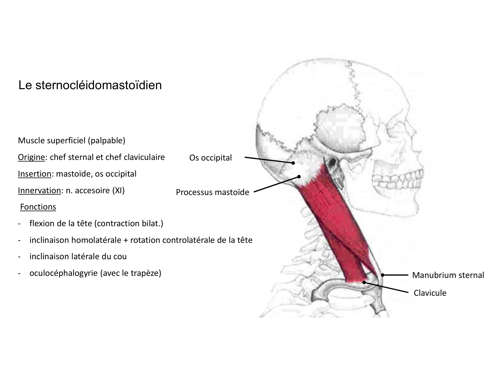 Anatomie du cou 2025 page 44