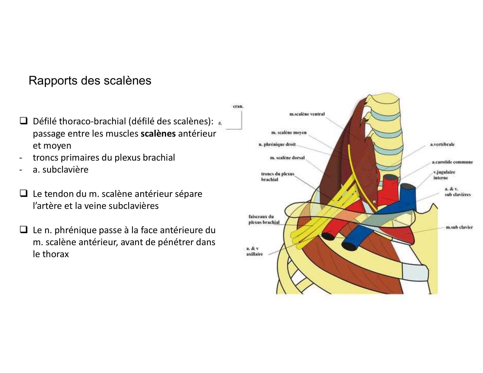 Anatomie du cou 2025 page 46