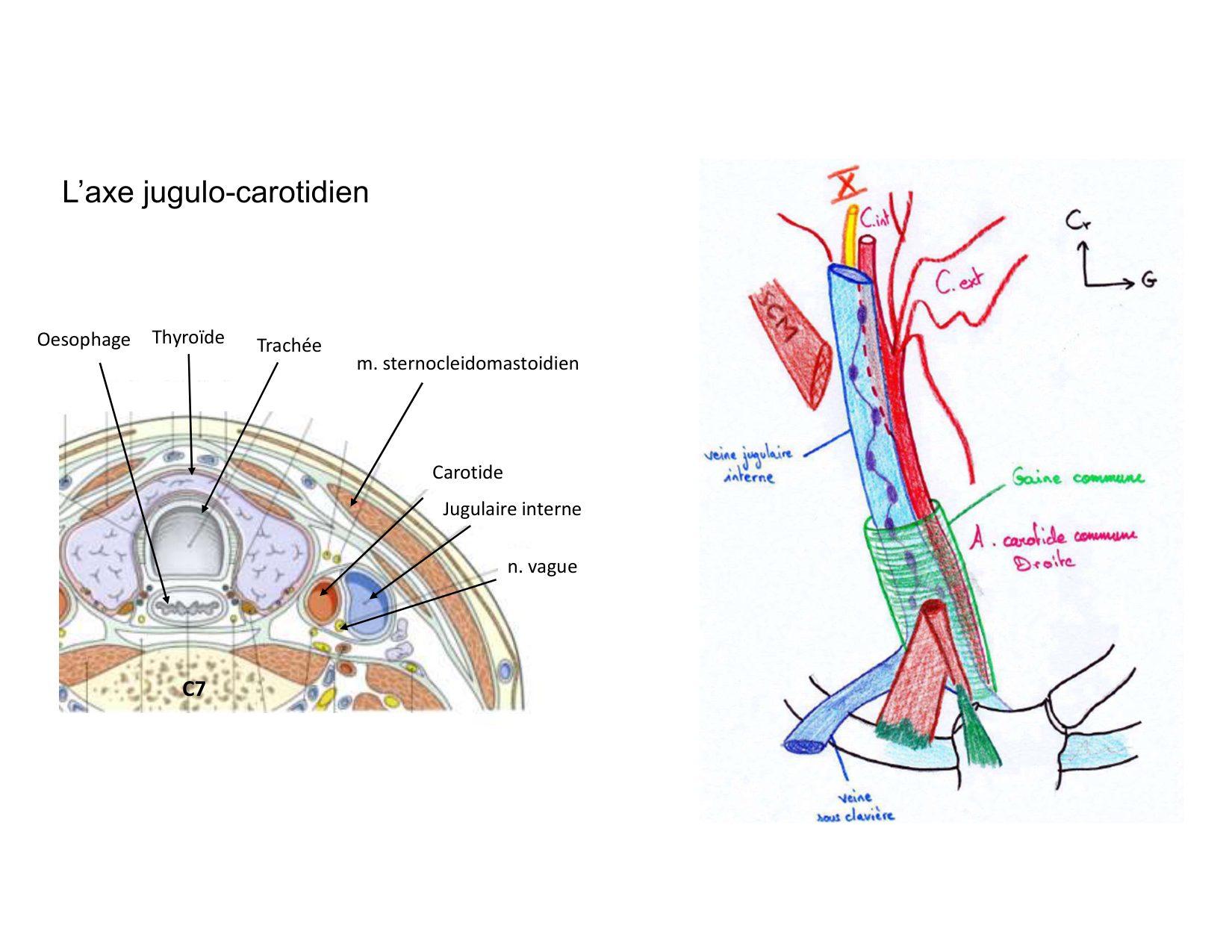 Anatomie du cou 2025 page 47