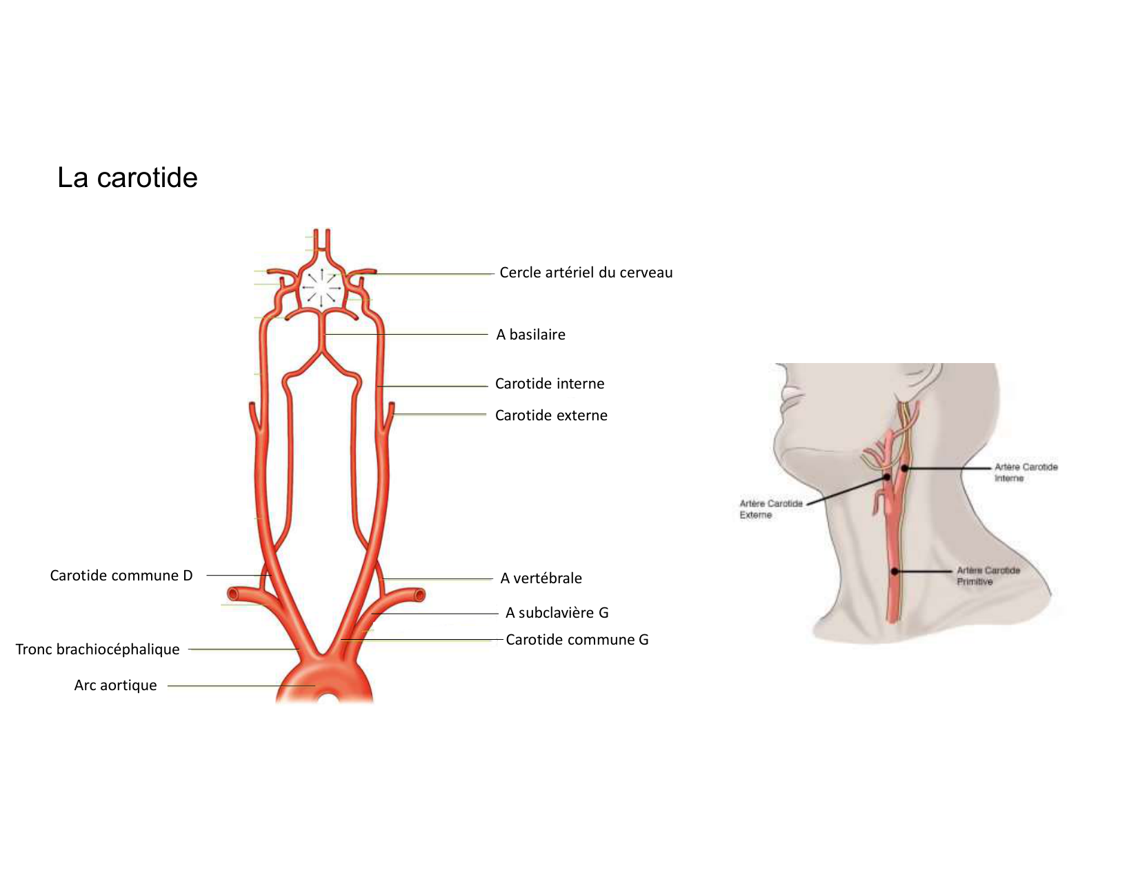 Anatomie du cou 2025 page 48