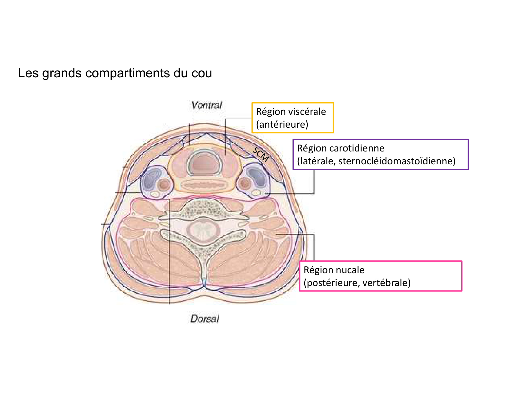Anatomie du cou 2025 page 51
