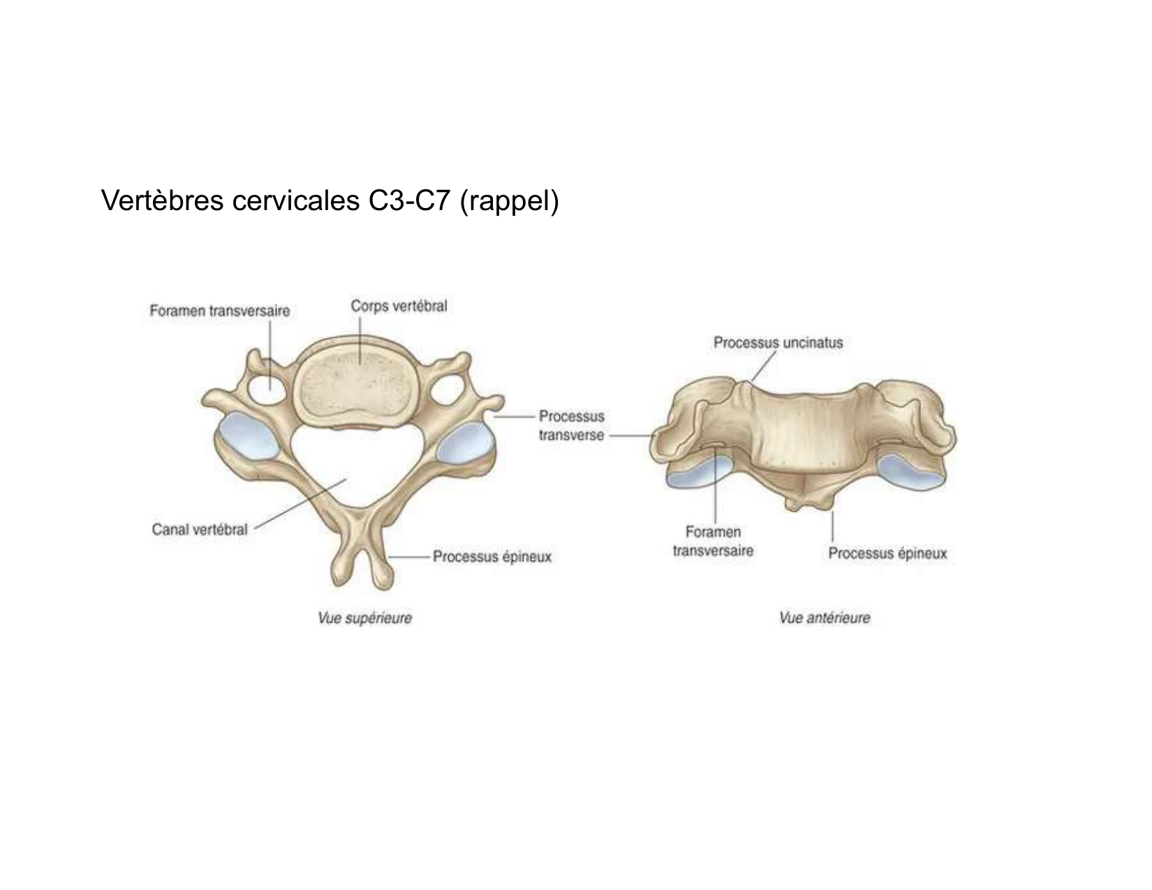Anatomie du cou 2025 page 53