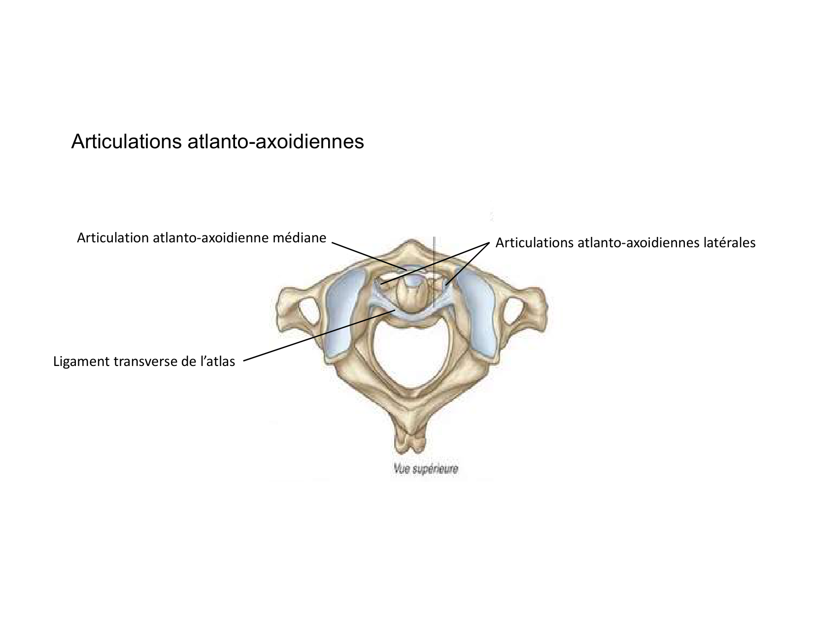Anatomie du cou 2025 page 56