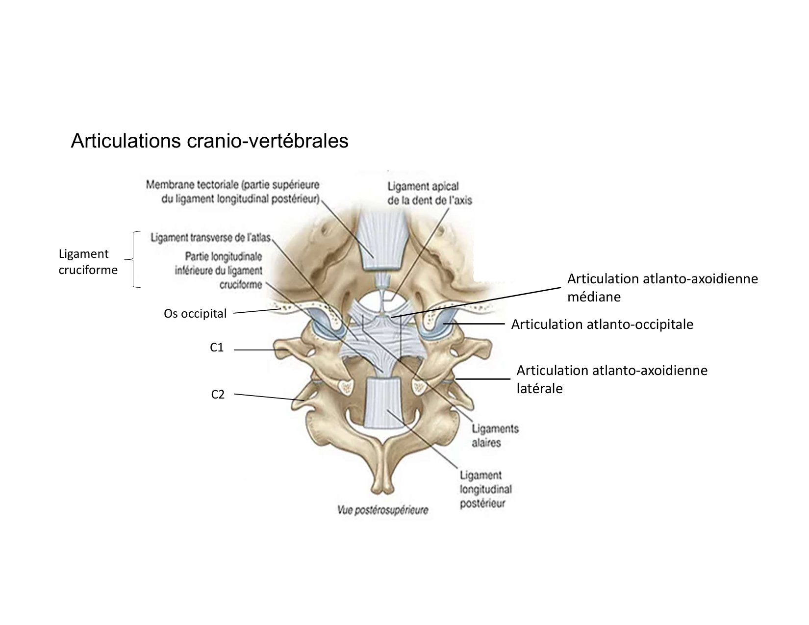 Anatomie du cou 2025 page 57
