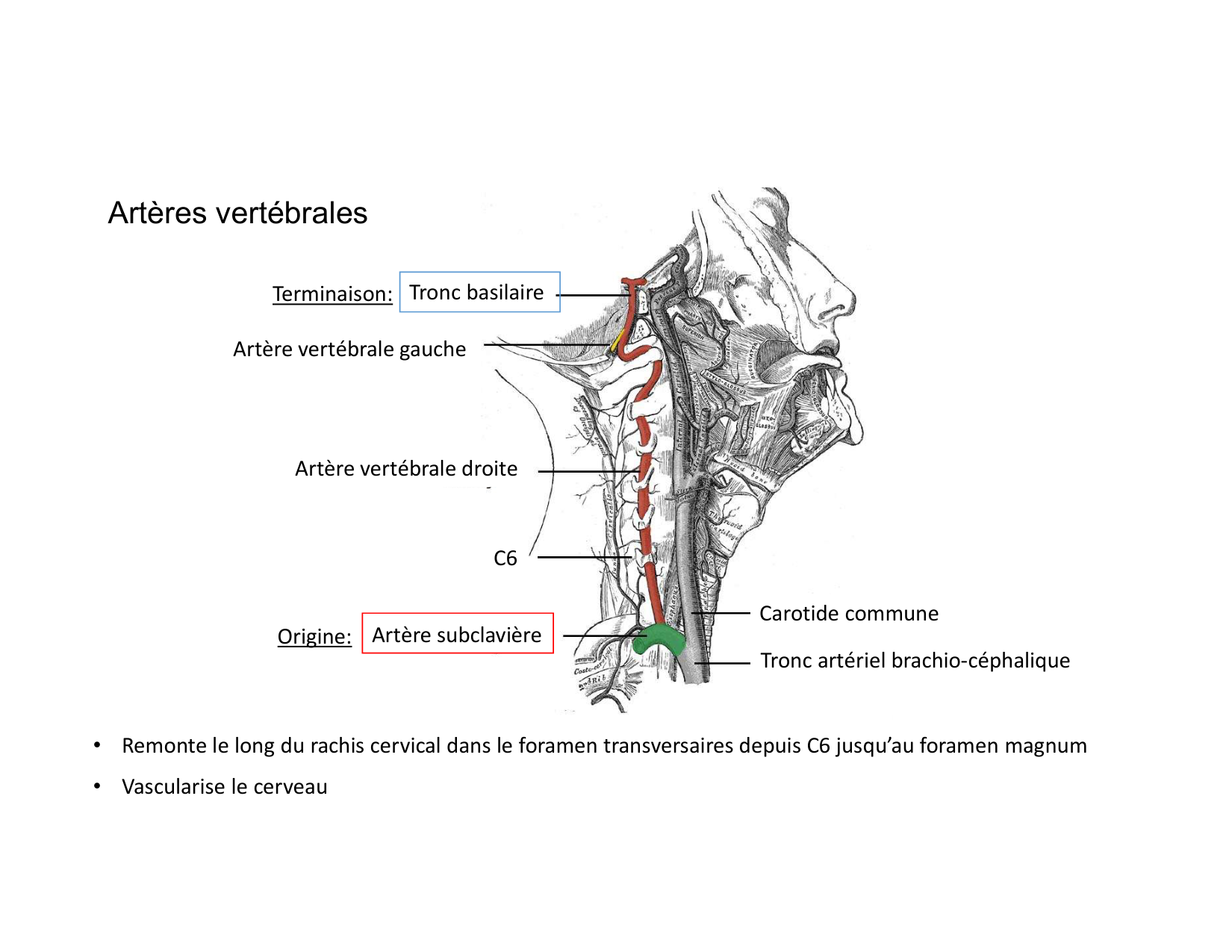 Anatomie du cou 2025 page 59