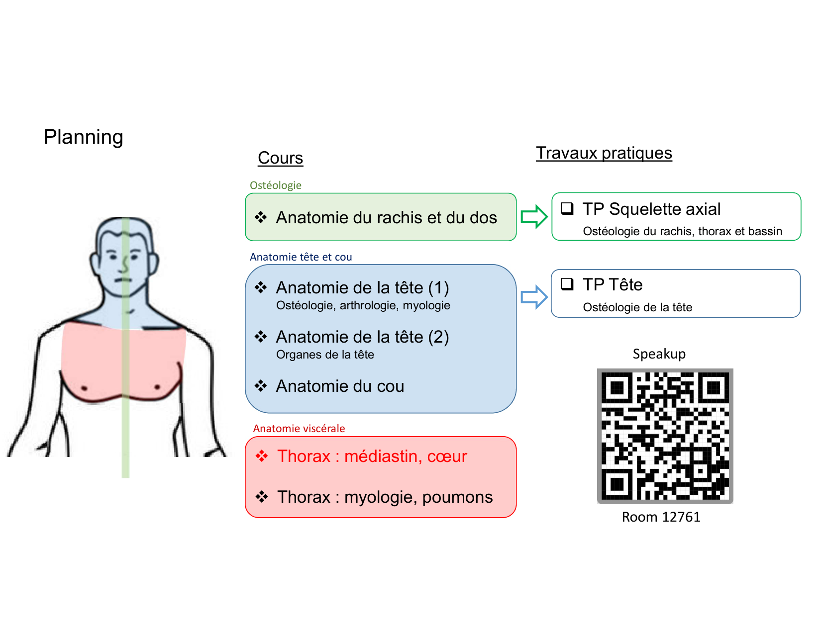 Anatomie du mediastin 2025 2026 page 2