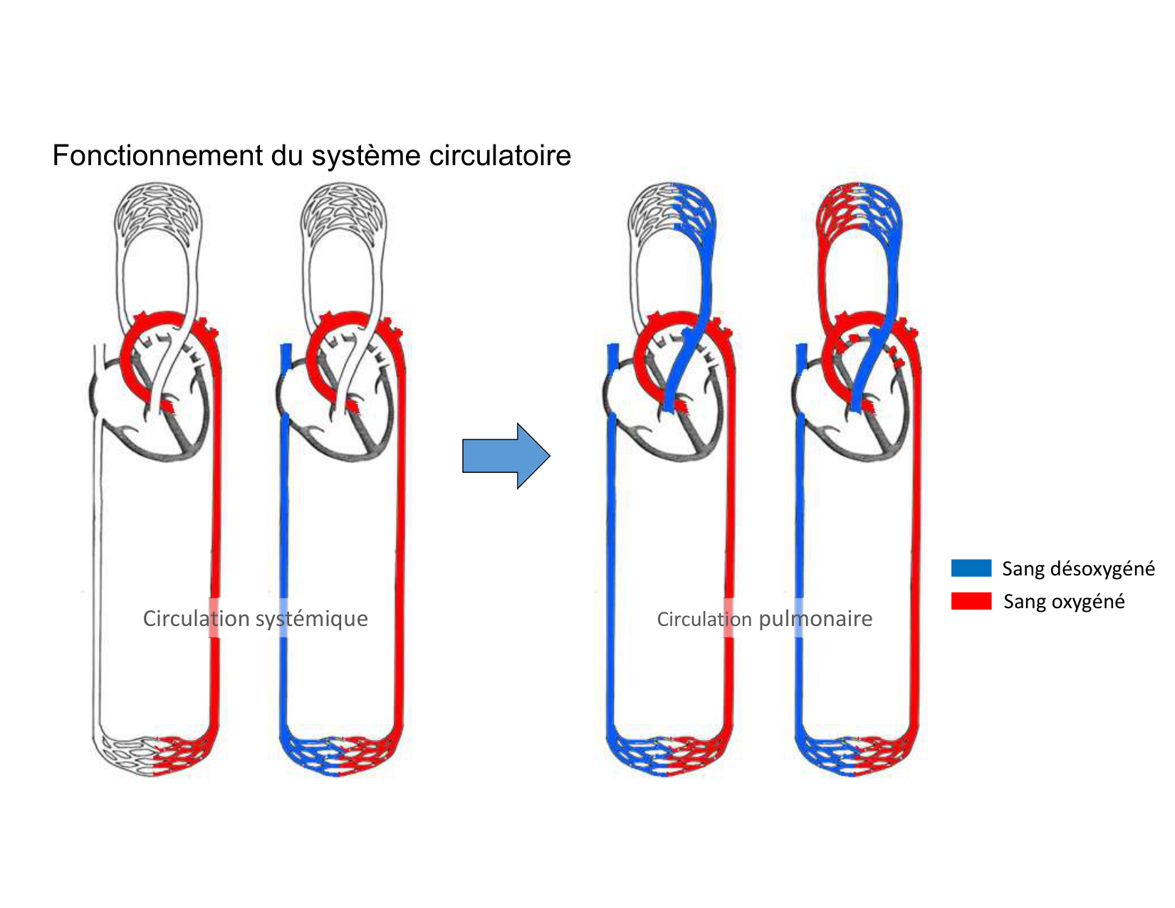Anatomie du mediastin 2025 2026 page 7