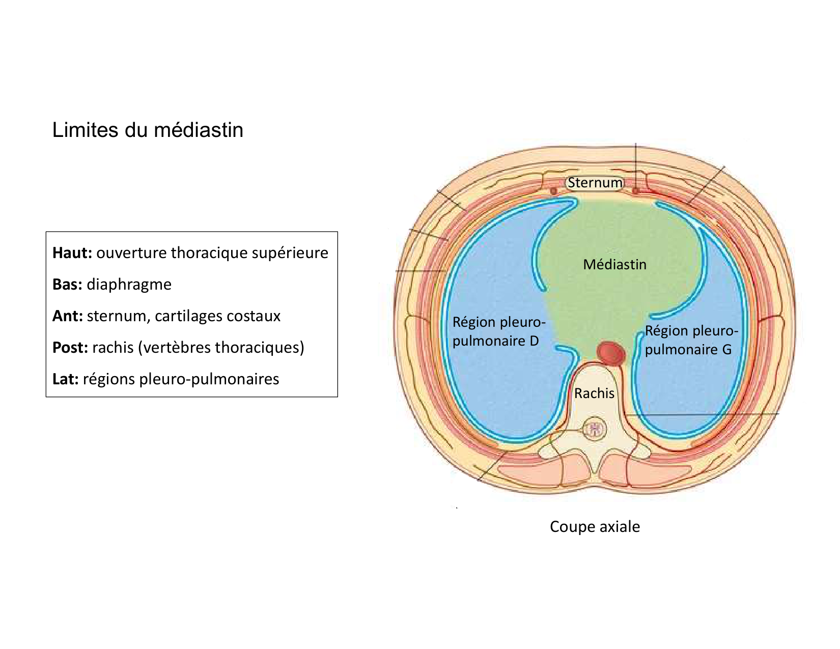 Anatomie du mediastin 2025 2026 page 10