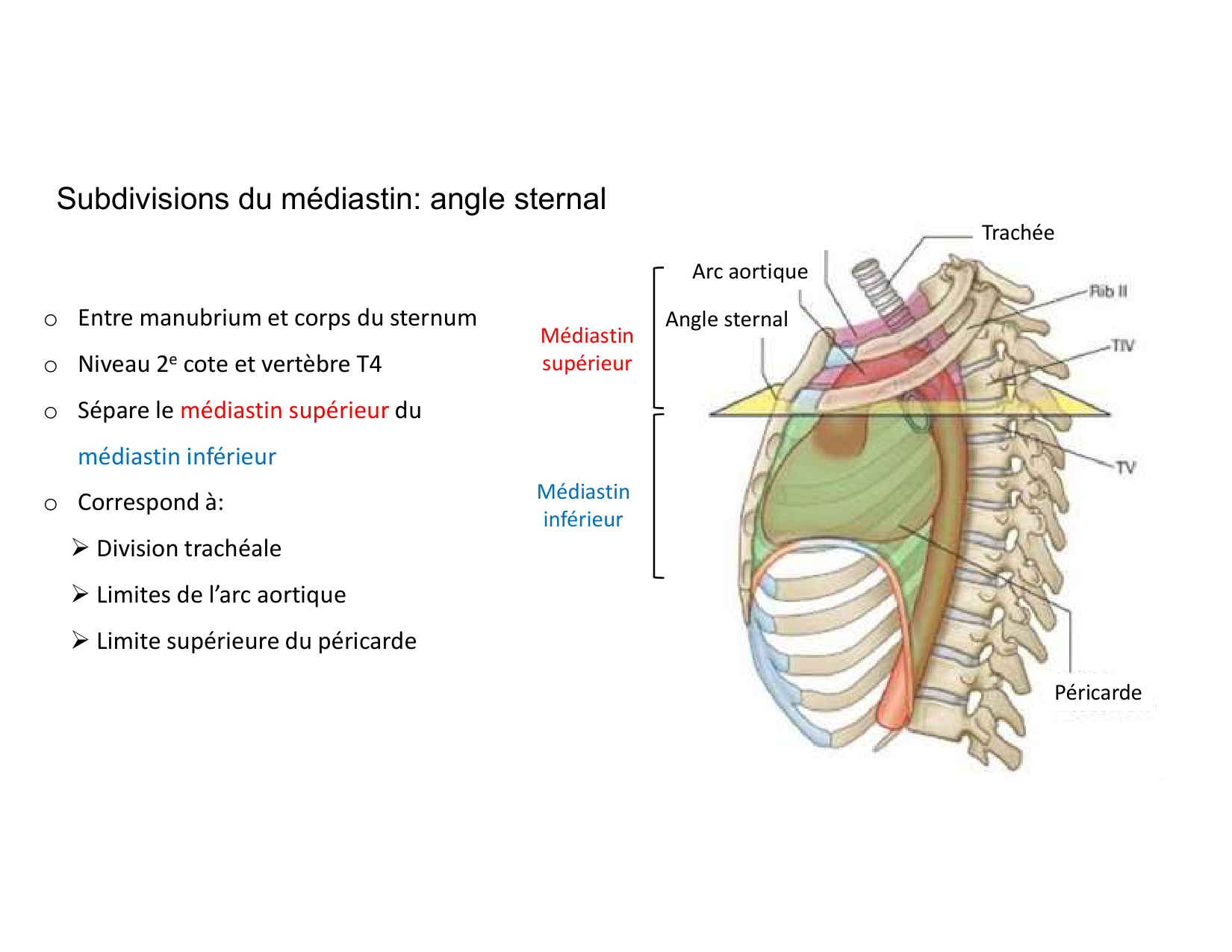 Anatomie du mediastin 2025 2026 page 11