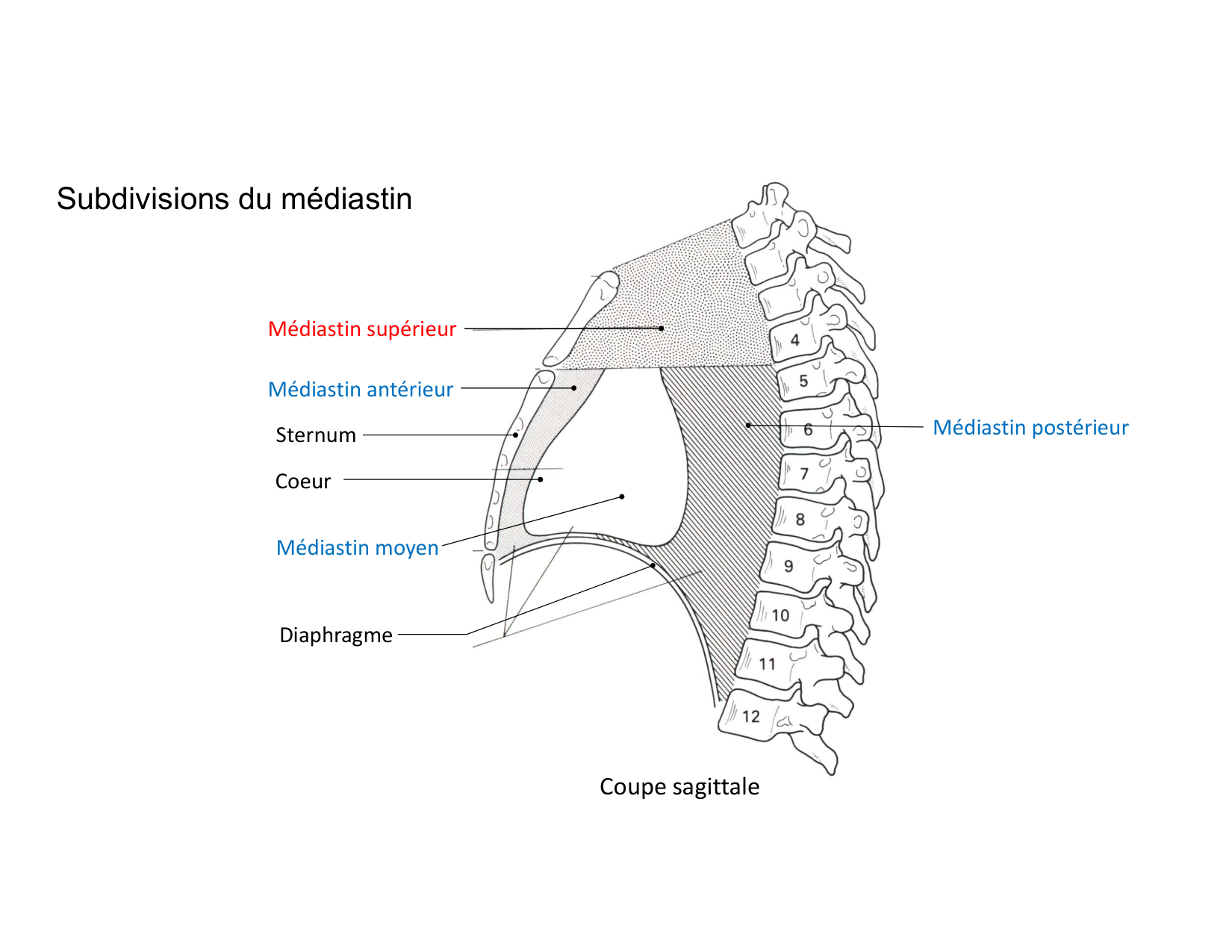 Anatomie du mediastin 2025 2026 page 12