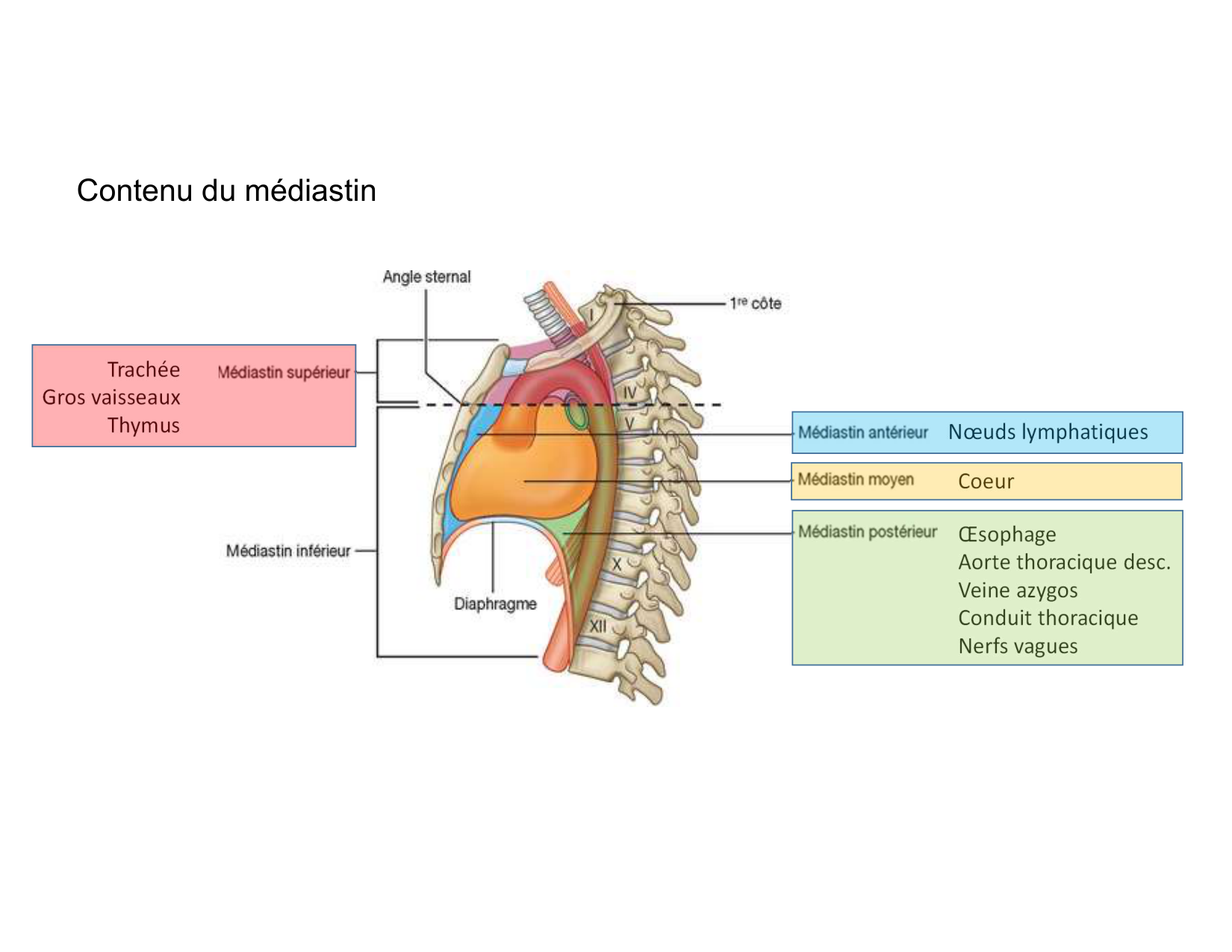 Anatomie du mediastin 2025 2026 page 13