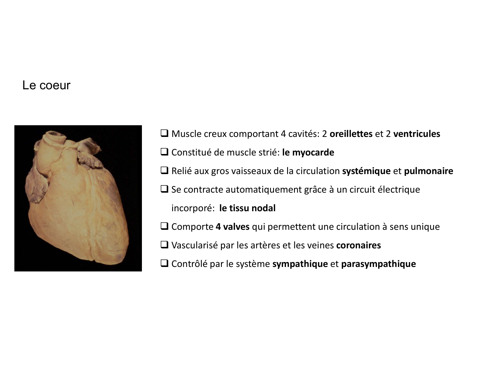 Anatomie du mediastin 2025 2026 page 15