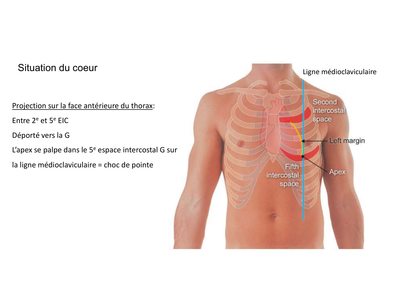 Anatomie du mediastin 2025 2026 page 18