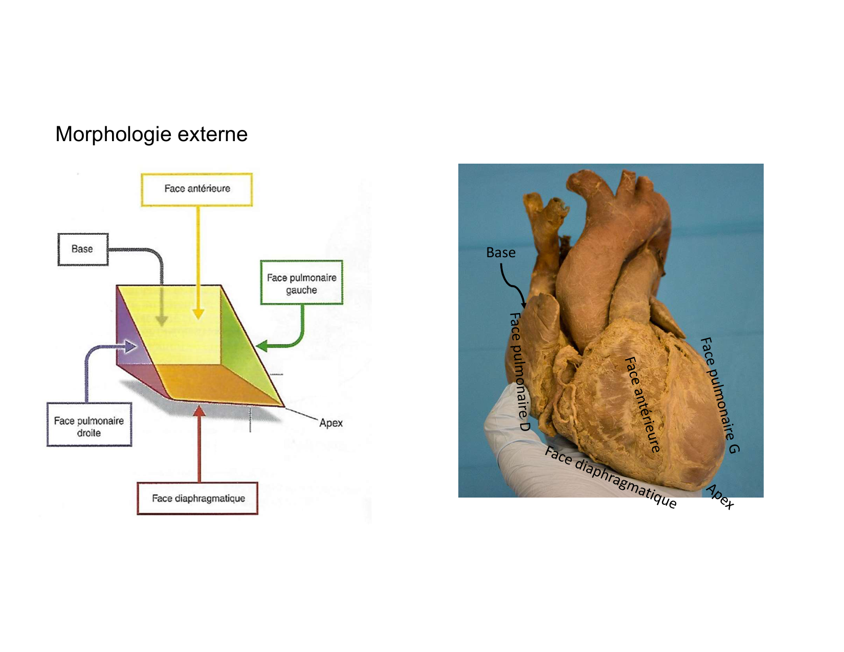 Anatomie du mediastin 2025 2026 page 22