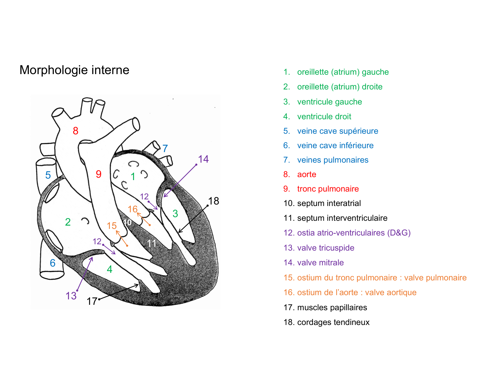 Anatomie du mediastin 2025 2026 page 26
