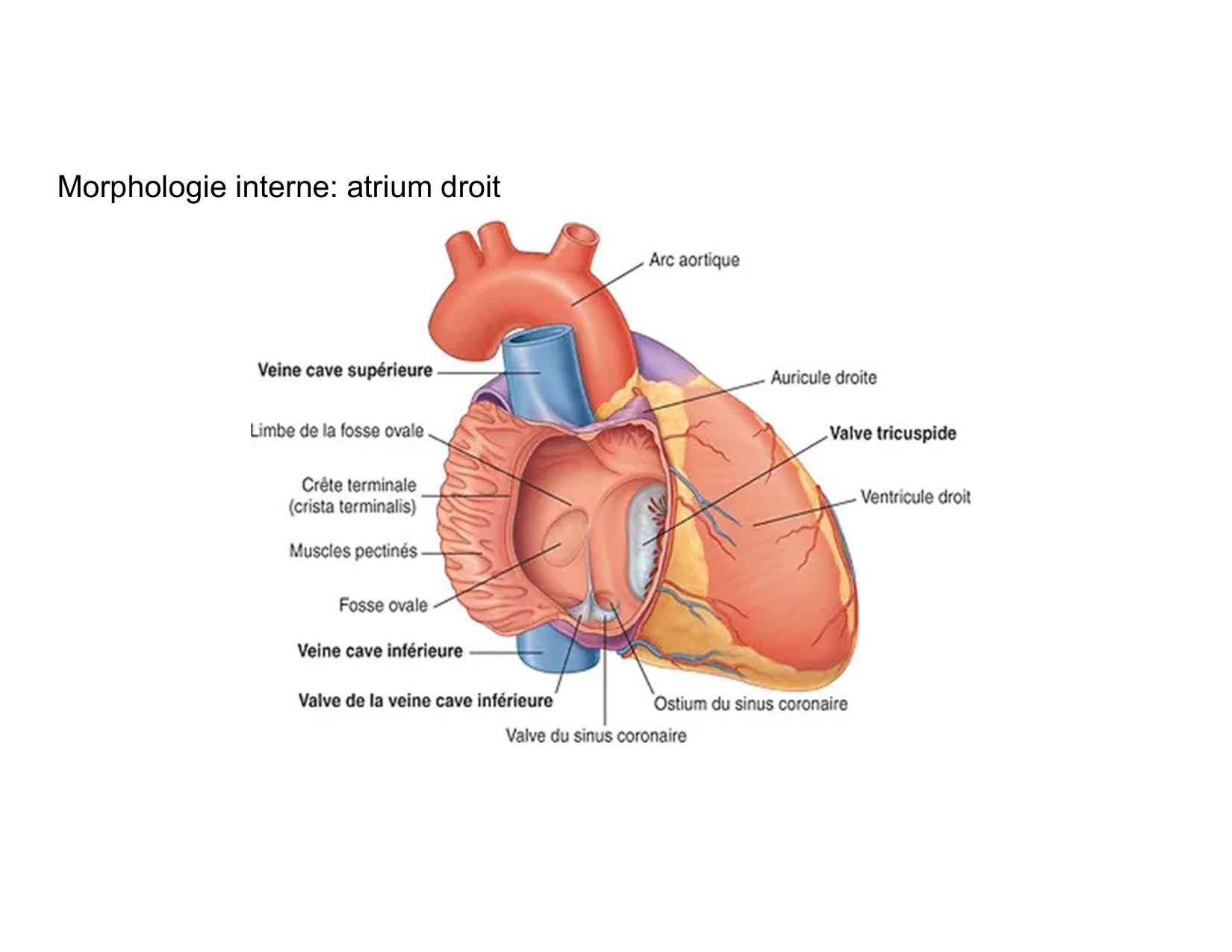 Anatomie du mediastin 2025 2026 page 27