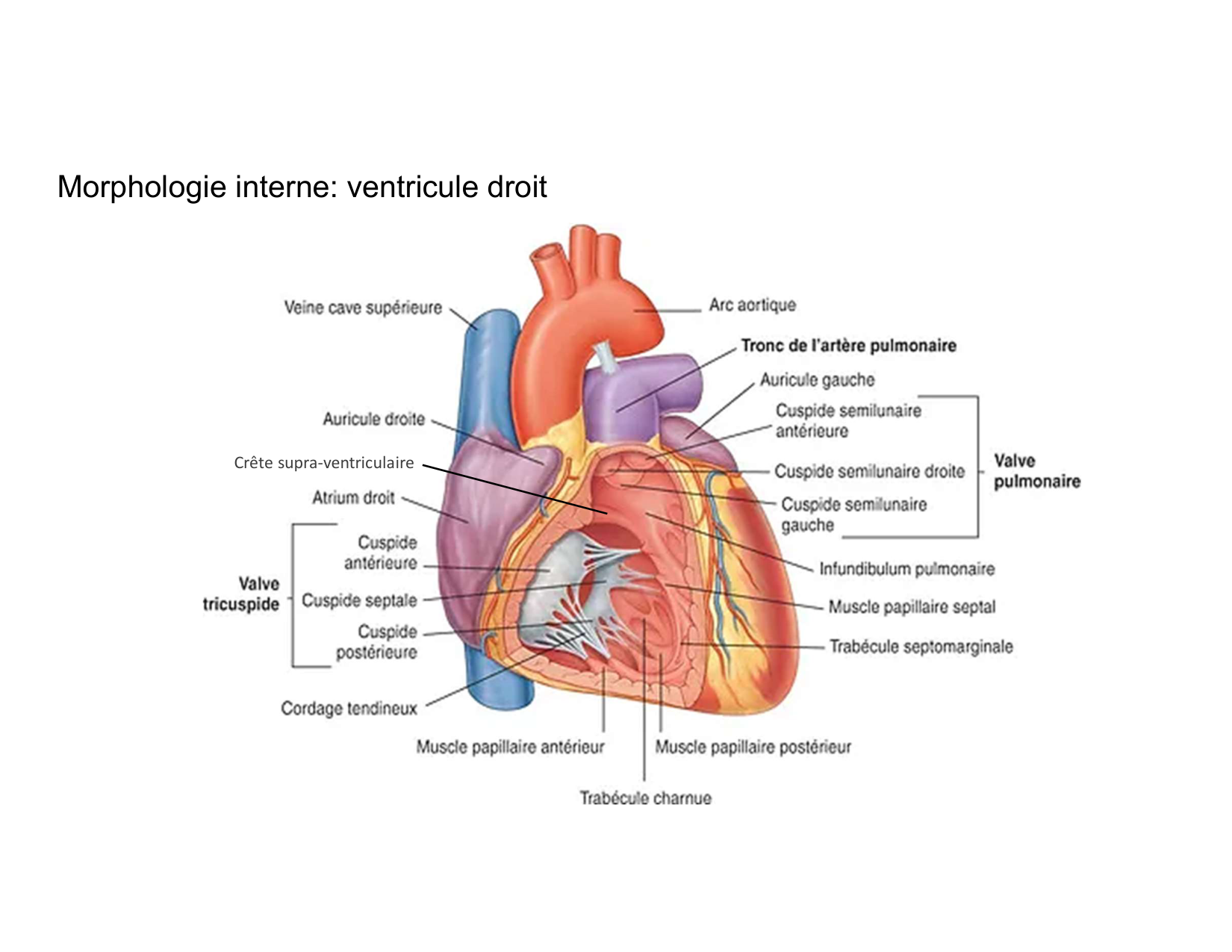 Anatomie du mediastin 2025 2026 page 28