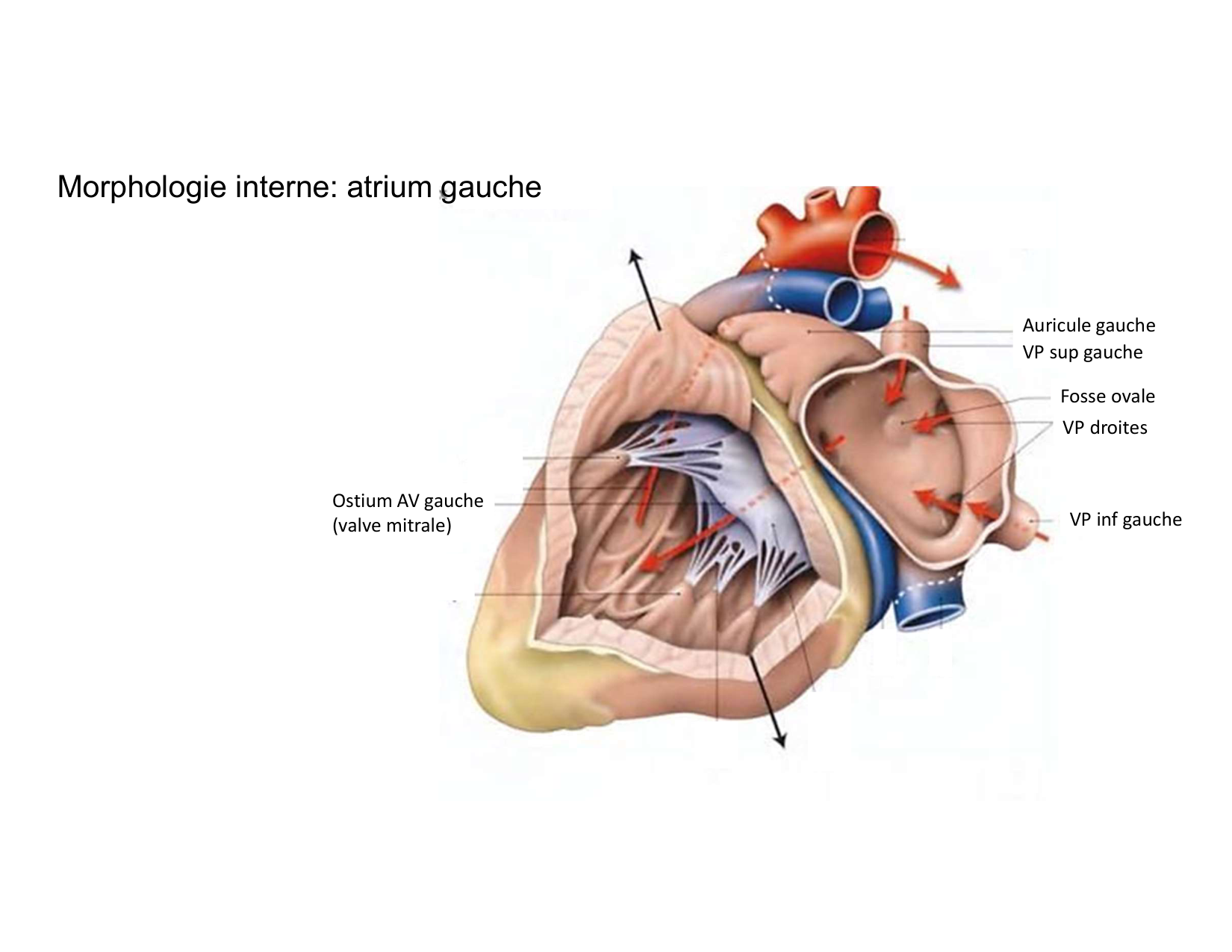 Anatomie du mediastin 2025 2026 page 29