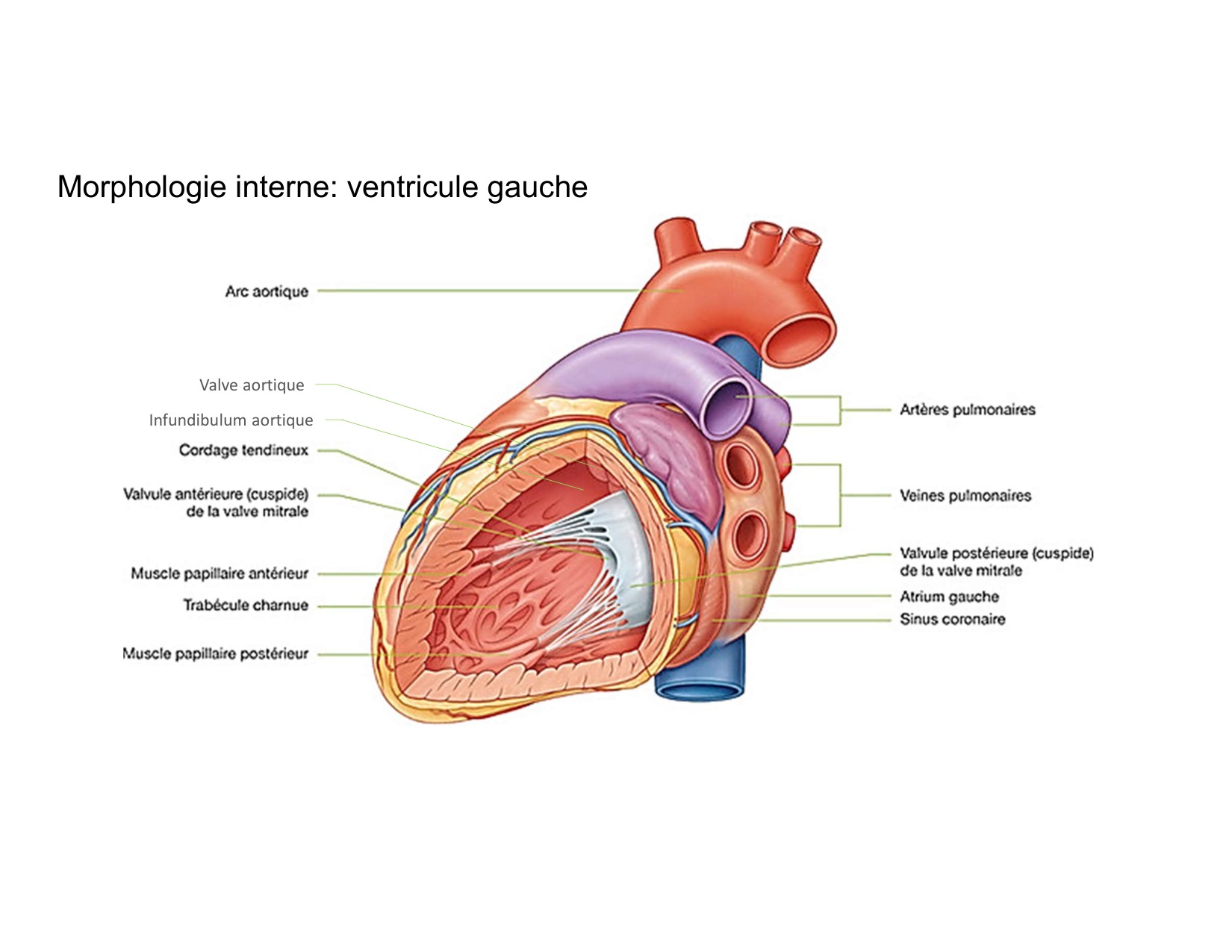 Anatomie du mediastin 2025 2026 page 30