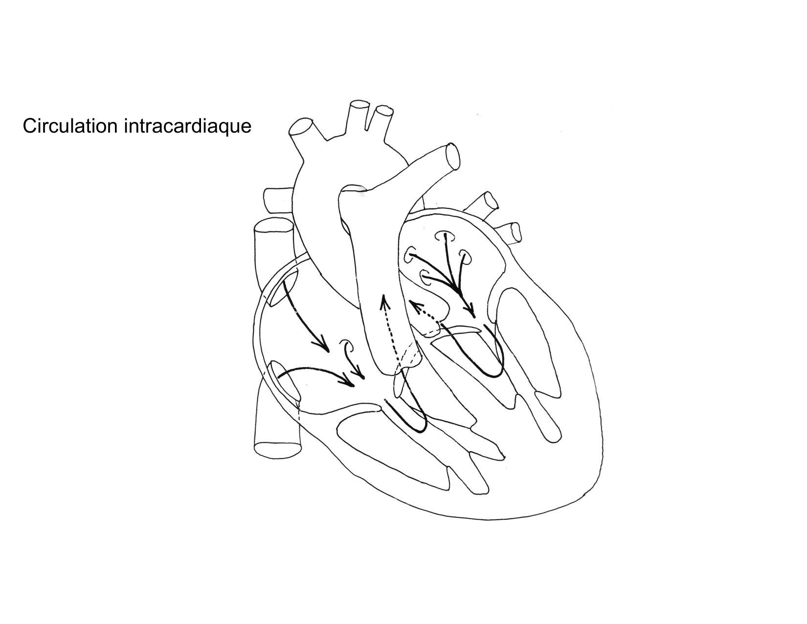 Anatomie du mediastin 2025 2026 page 31